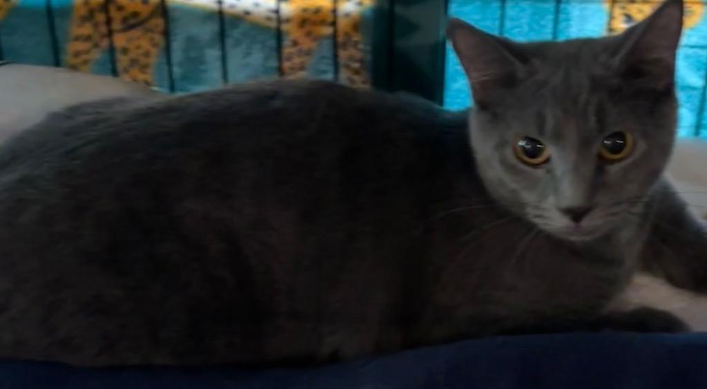 BLAIR, Adoptable, Young Female Domestic Short Hair.