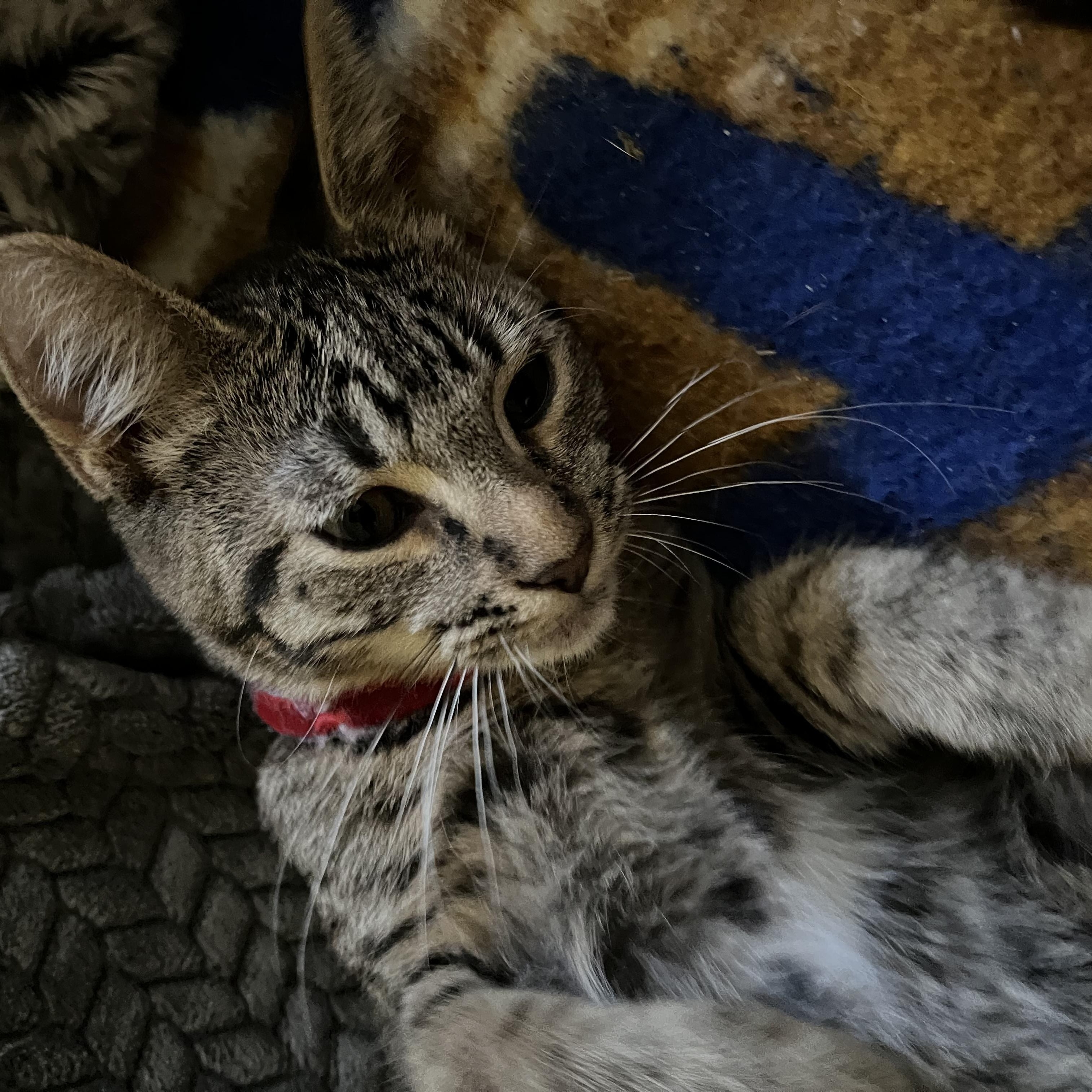 Urgent: Makayla and Dobby need you!