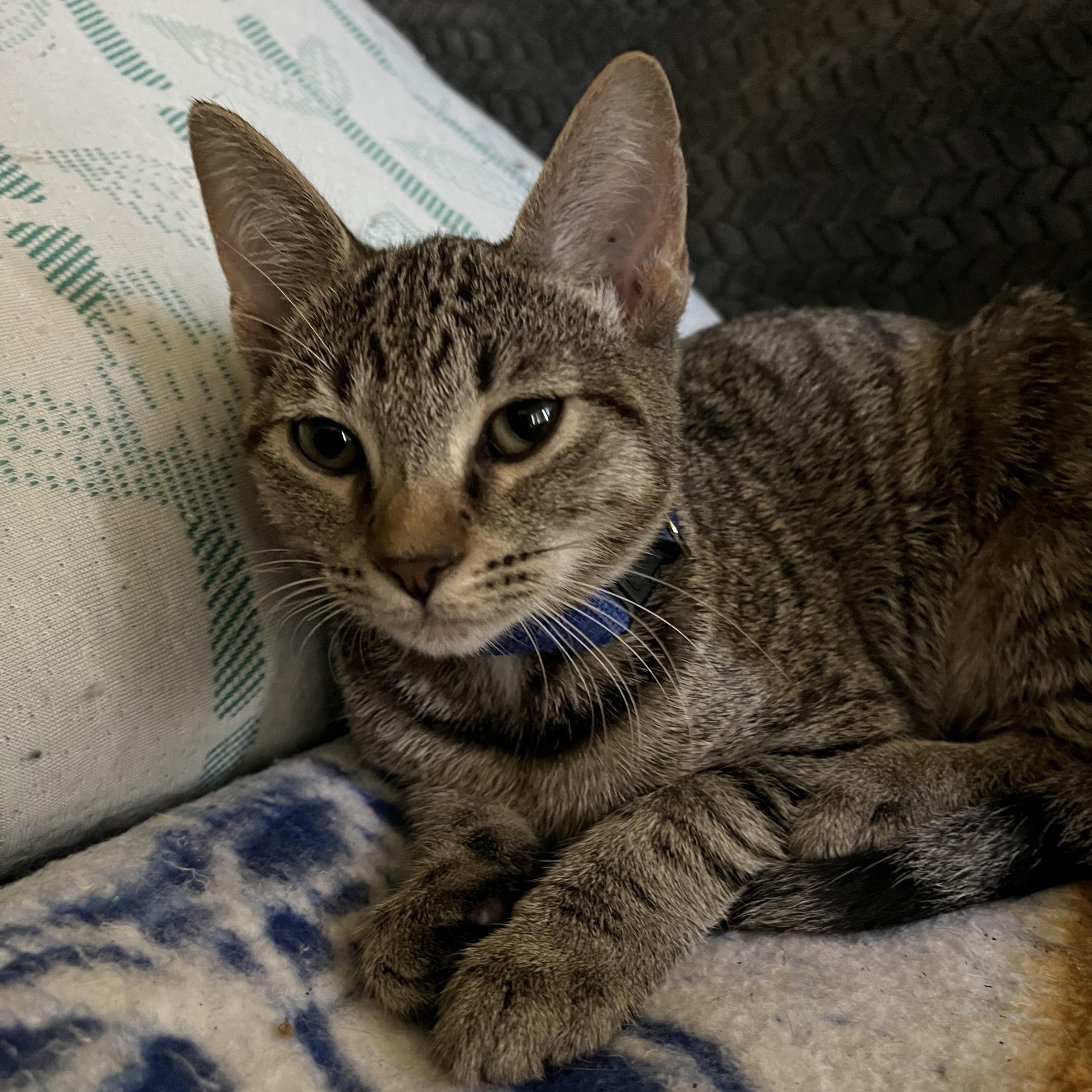 Urgent: Makayla and Dobby need you!