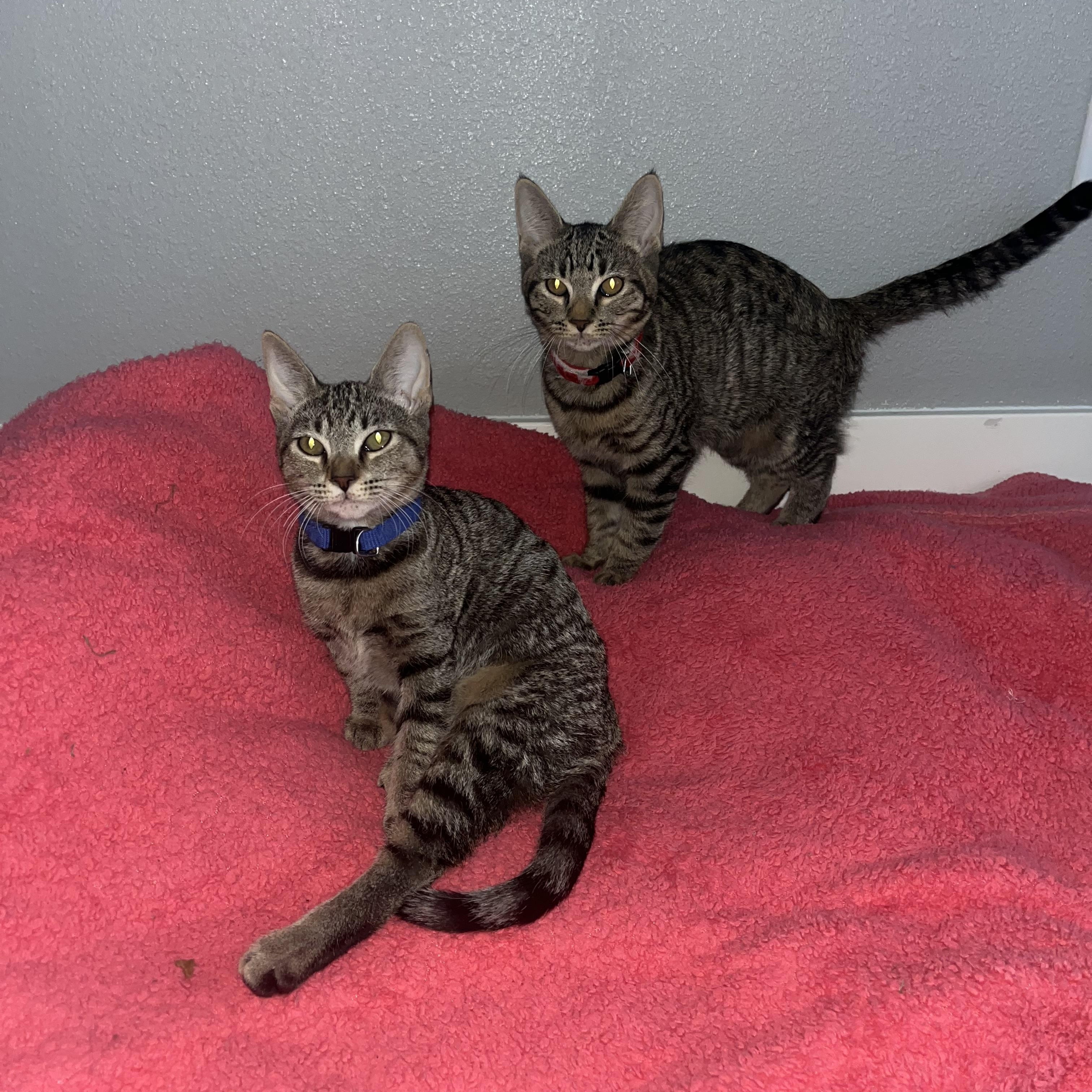 Urgent: Makayla and Dobby need you!