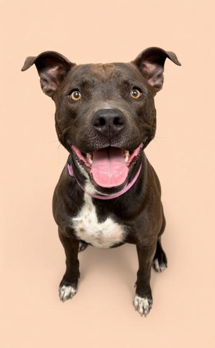 Enlarge Niva~ SPONSORED!, a Adoptable mixed breed in Bowling Green, KY image 2/3