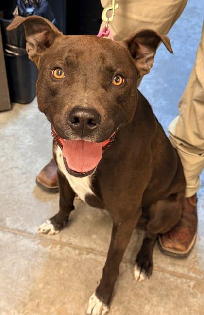 Enlarge Niva~ SPONSORED!, a Adoptable mixed breed in Bowling Green, KY image 3/3