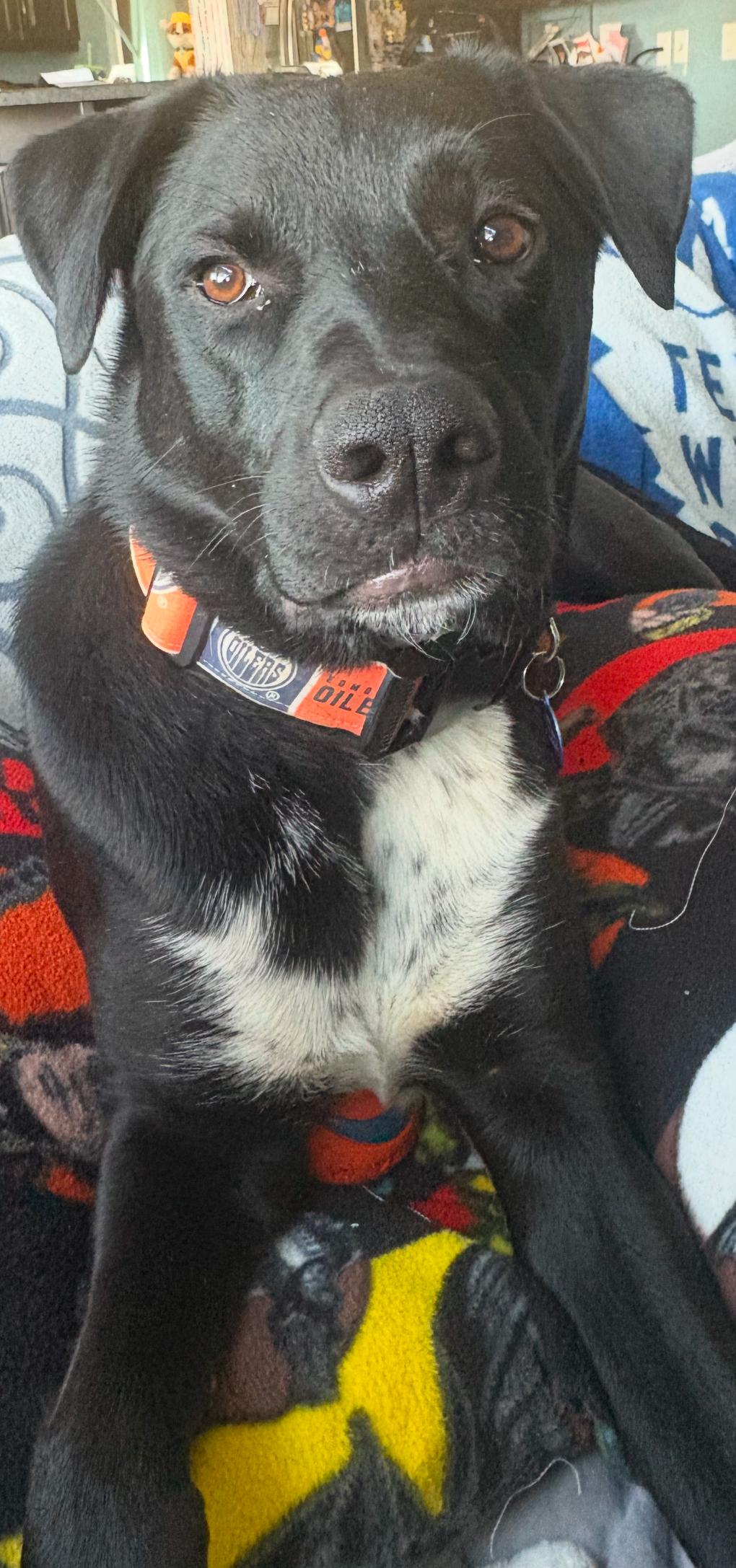 Penn, an adoptable Mixed Breed in Saskatoon, SK image 6/6