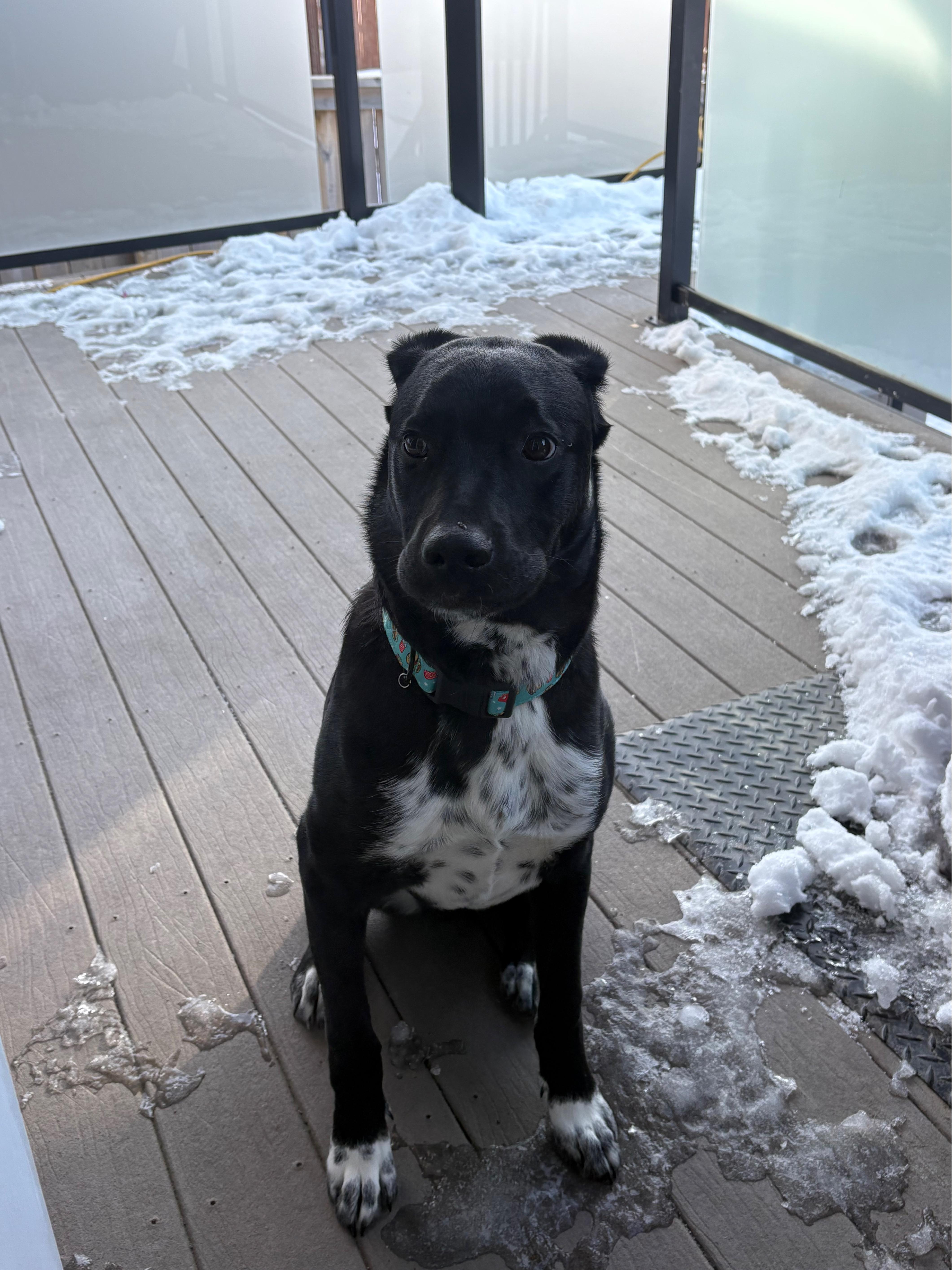 Enlarge Penn, an adoptable Mixed Breed in Saskatoon, SK image 5/6