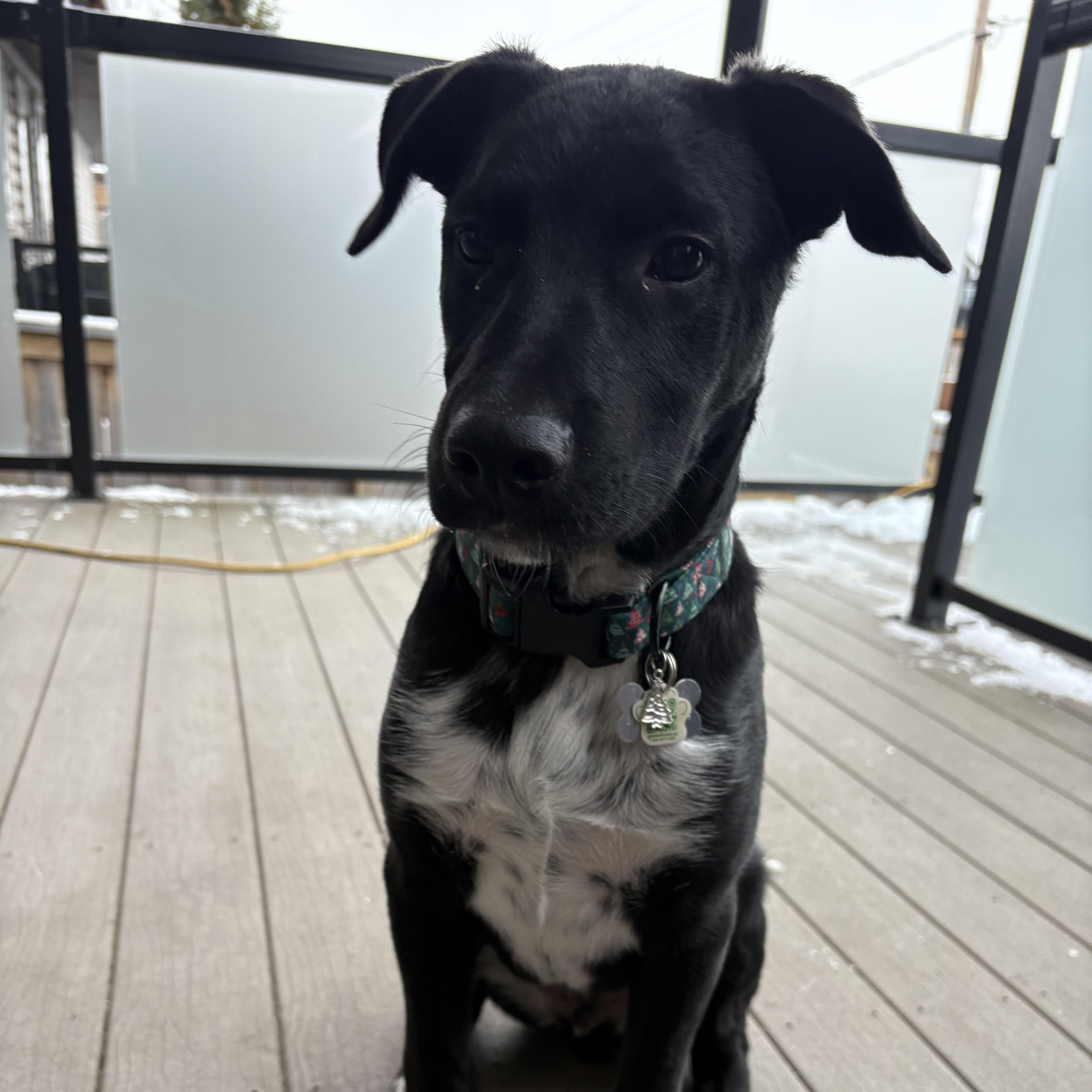 Penn, a Adoptable Mixed Breed in Saskatoon, SK image 1/6