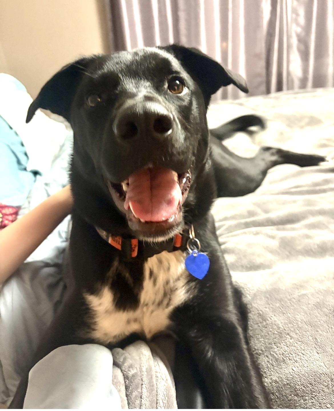 Penn, an adoptable Mixed Breed in Saskatoon, SK image 1/6