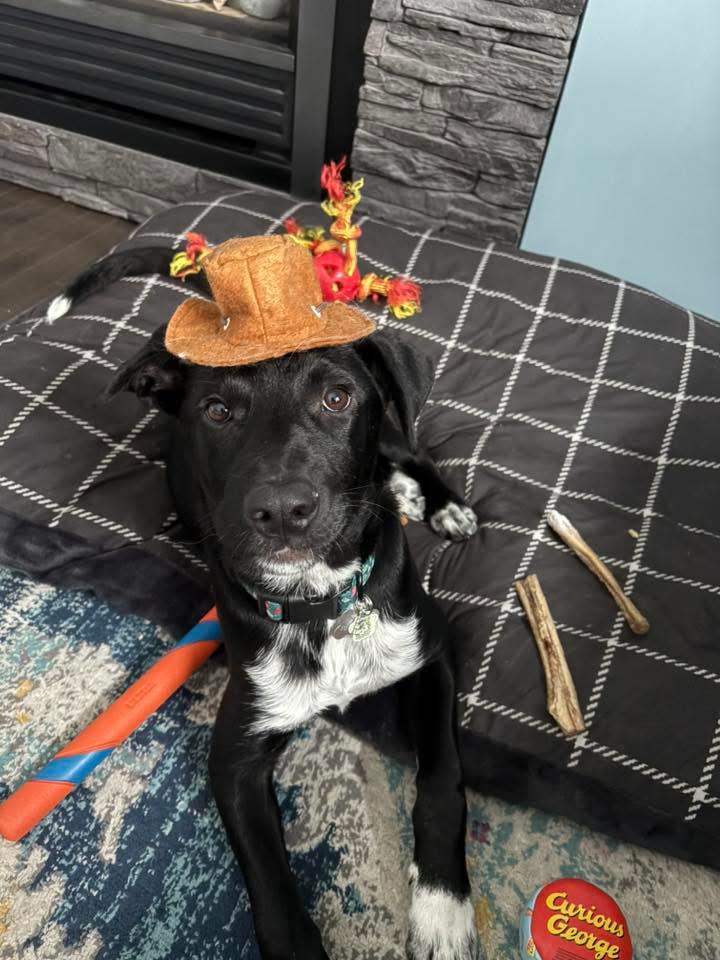 Penn, a Adoptable Mixed Breed in Saskatoon, SK image 2/6