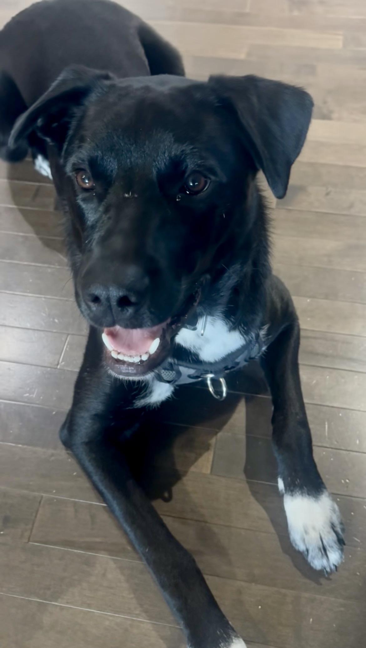Penn, an adoptable Mixed Breed in Saskatoon, SK image 6/6