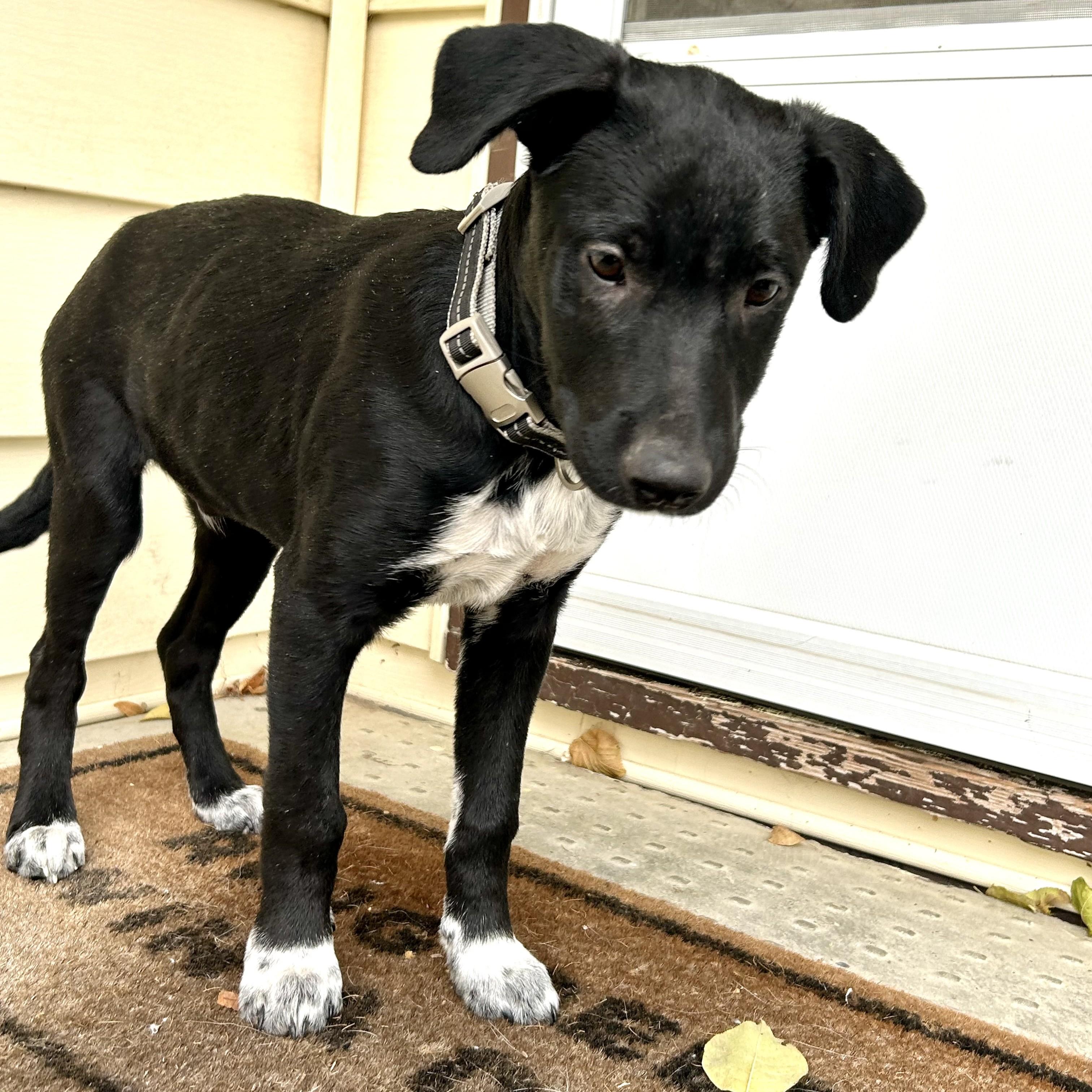 Penn, a Adoptable Mixed Breed in Saskatoon, SK image 4/6