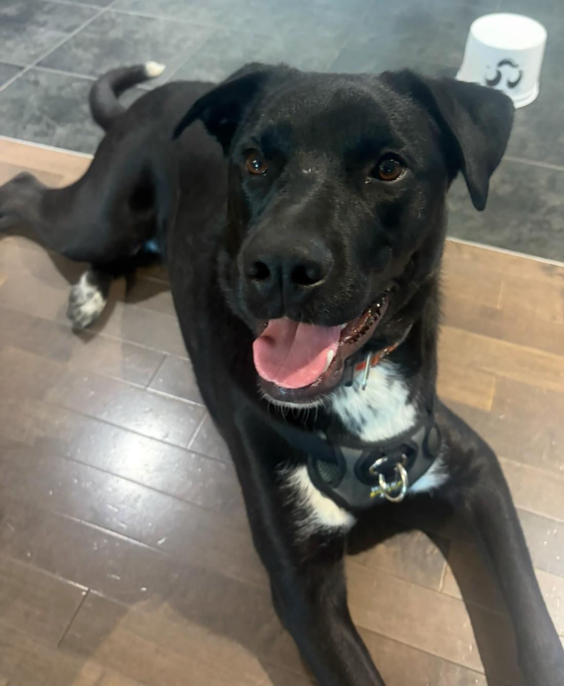 Penn, adoptable, Young Male Mixed Breed.