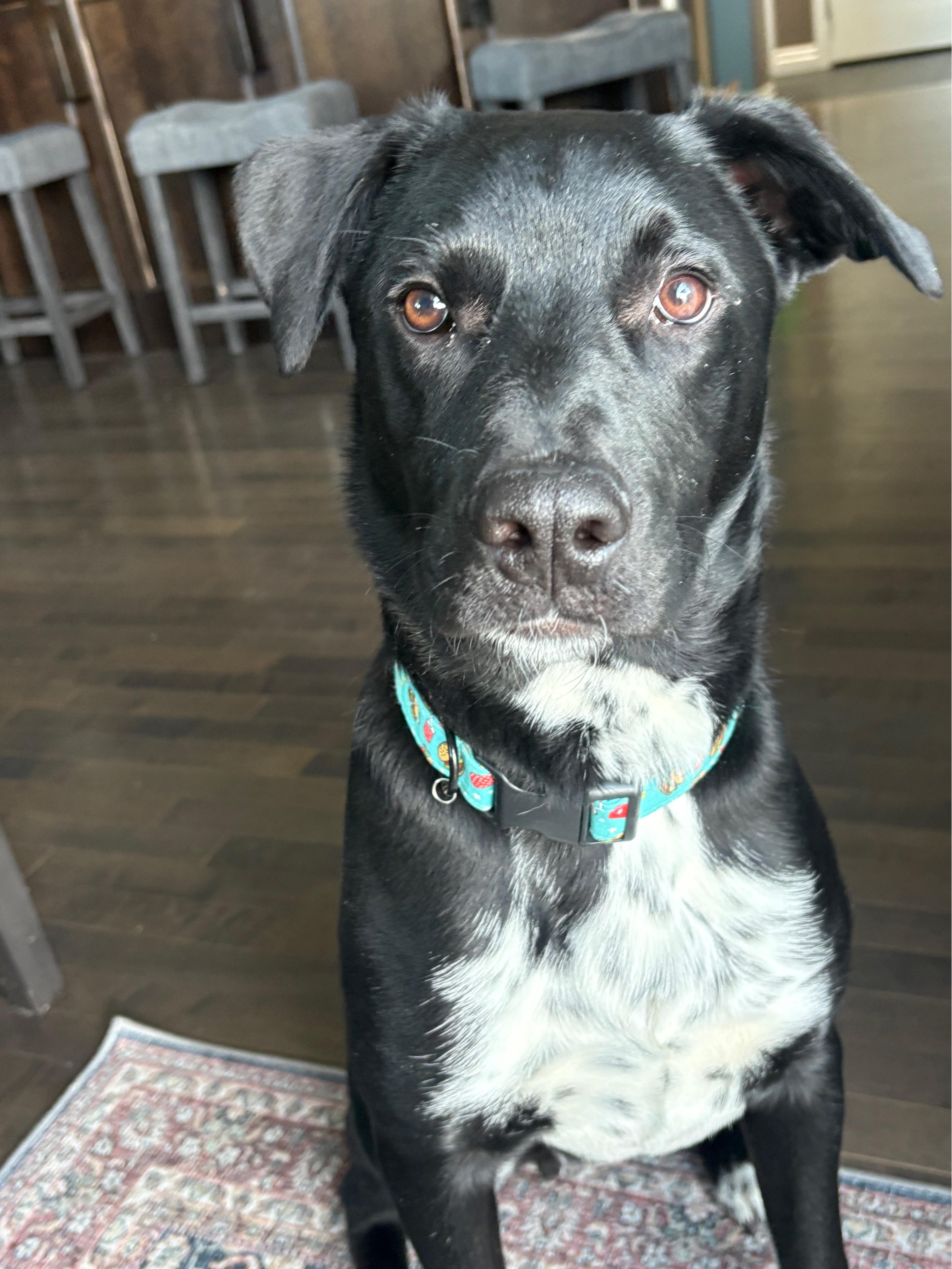 Enlarge Penn, an adoptable Mixed Breed in Saskatoon, SK image 6/6