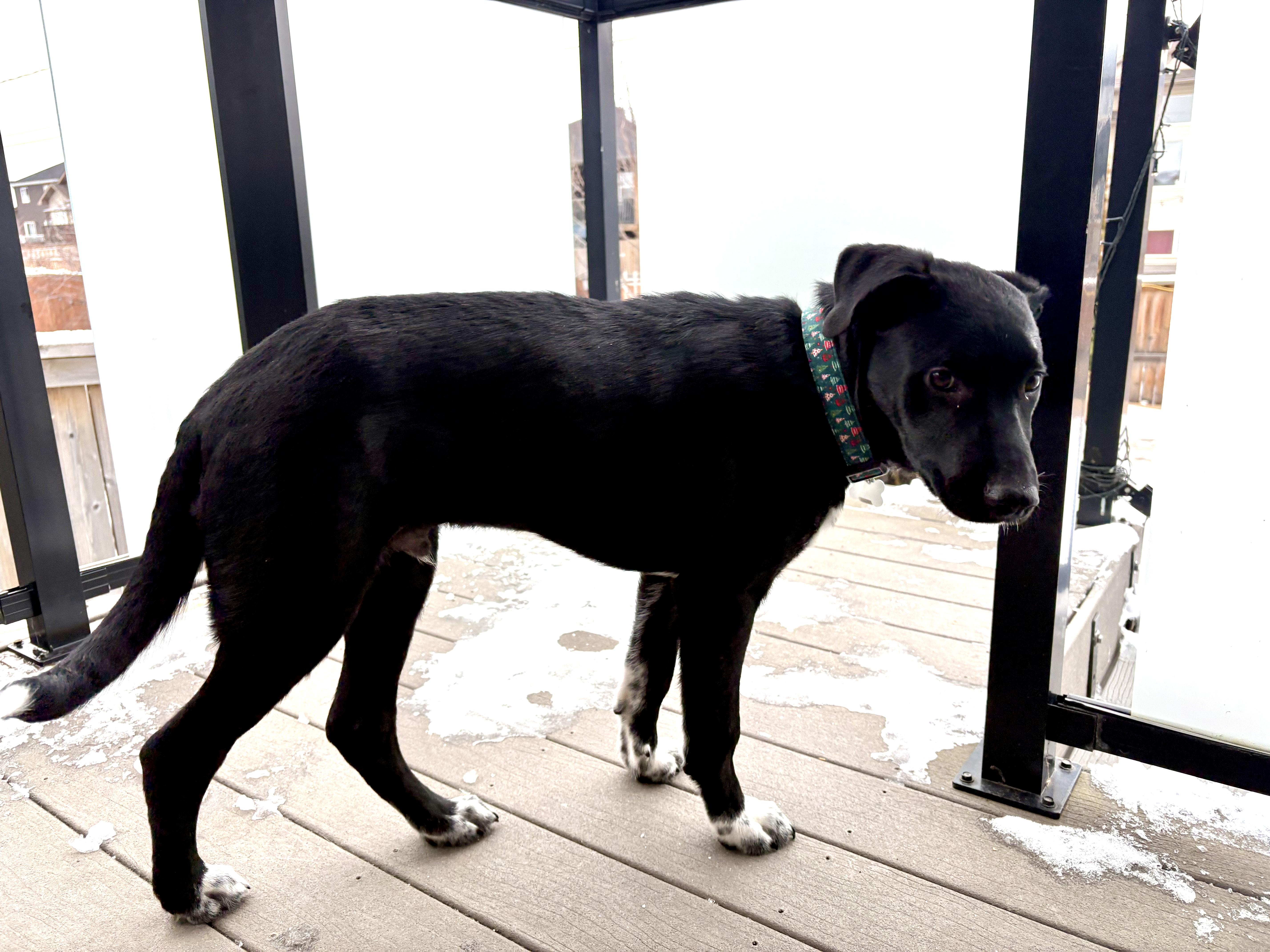 Penn, a Adoptable Mixed Breed in Saskatoon, SK image 6/6