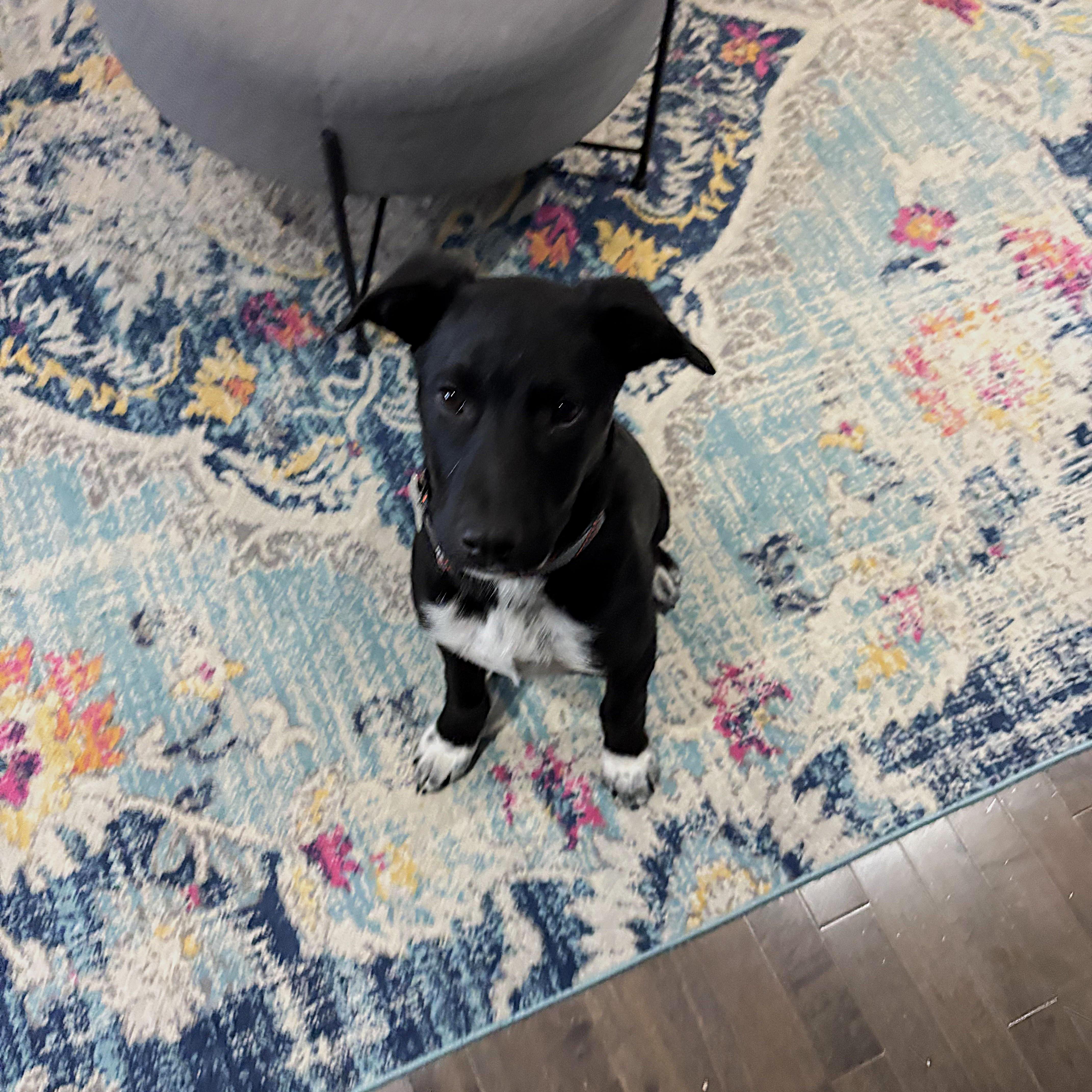 Penn, Adoptable, Puppy Male Mixed Breed.