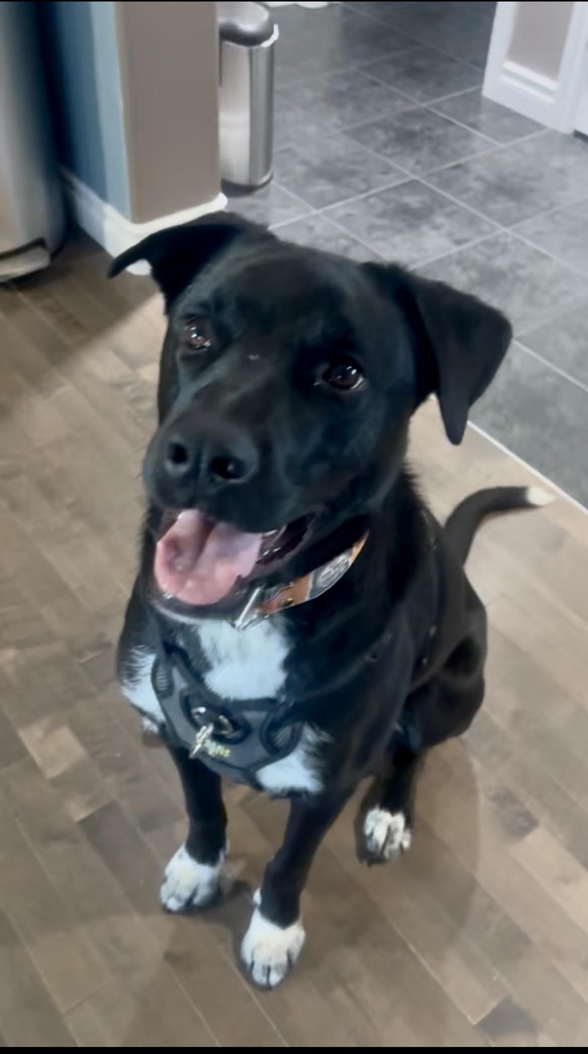 Penn, an adoptable Mixed Breed in Saskatoon, SK image 5/6