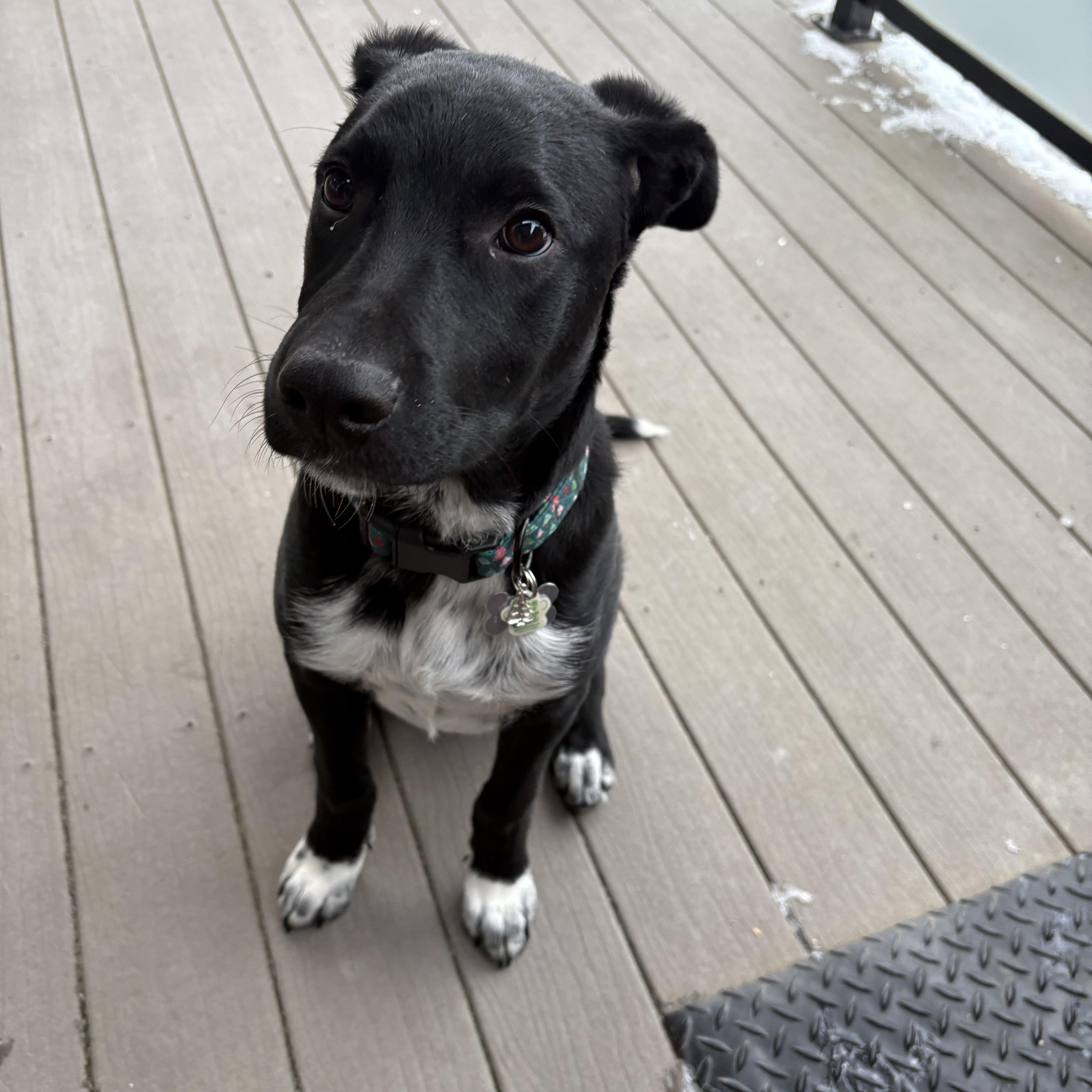 Penn, adoptable, Young Male Mixed Breed.