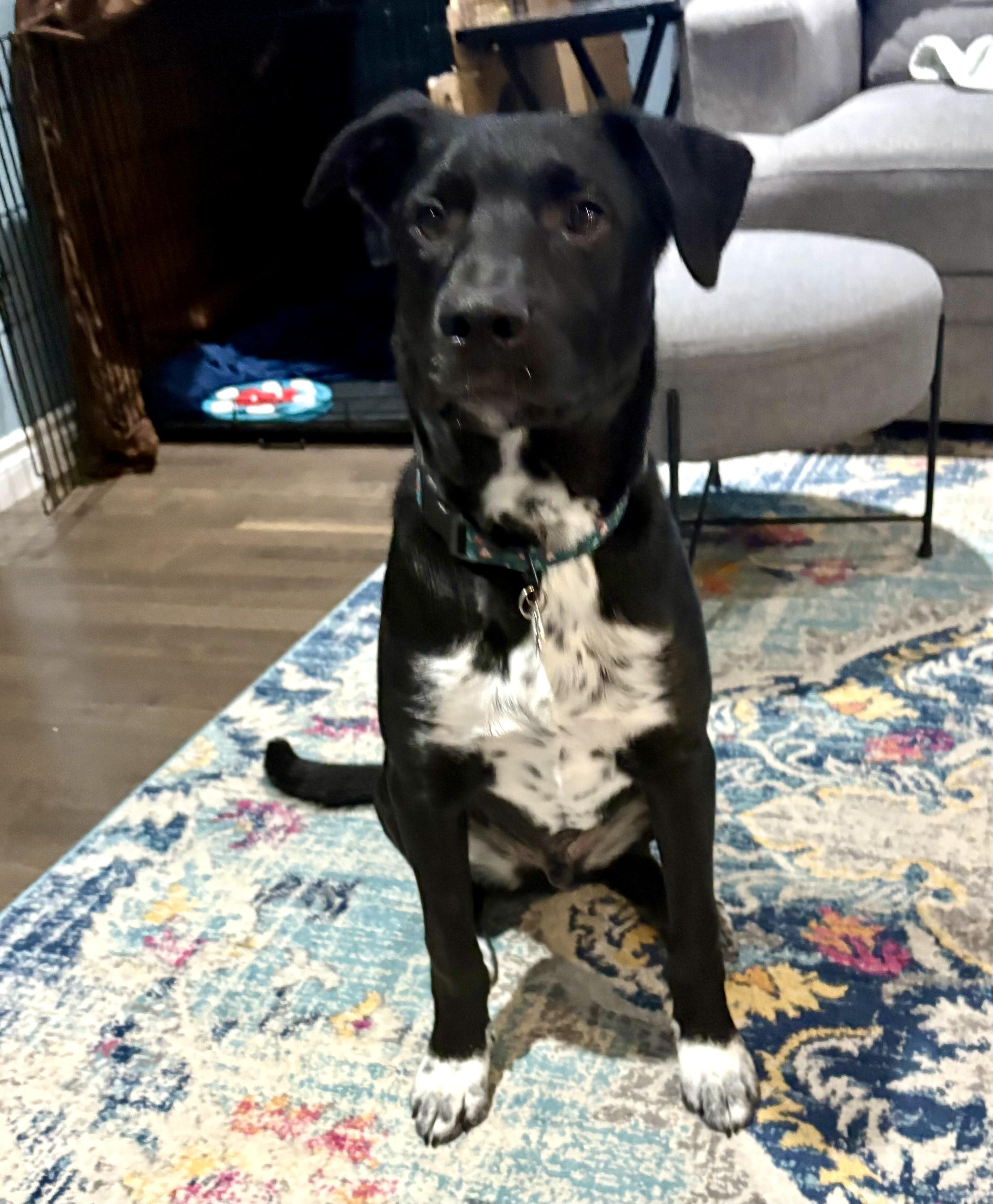 Penn, adoptable, Young Male Mixed Breed.