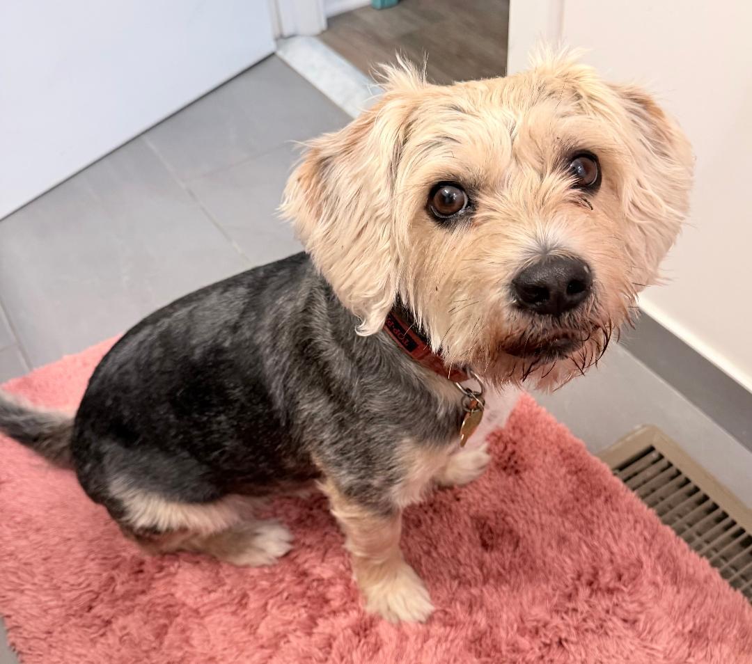 Rocky, ADOPTABLE, Adult Male Beagle & Terrier.