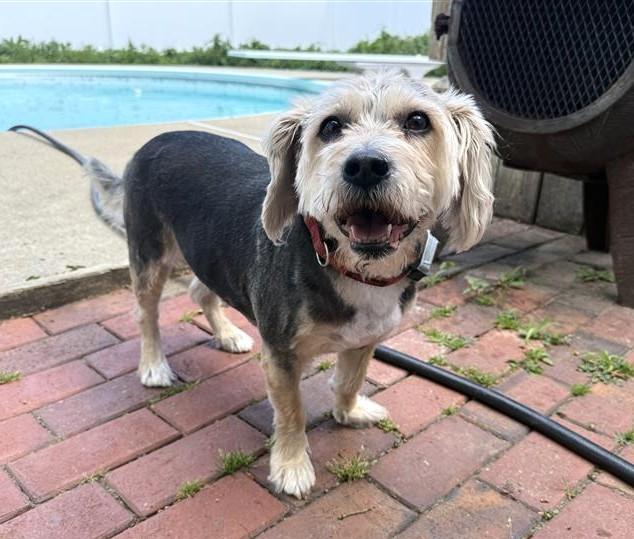 Rocky, ADOPTABLE, Adult Male Beagle & Terrier.
