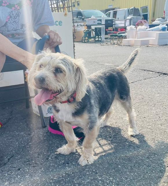 Enlarge Rocky, a ADOPTABLE mixed breed in Englishtown, NJ image 5/5