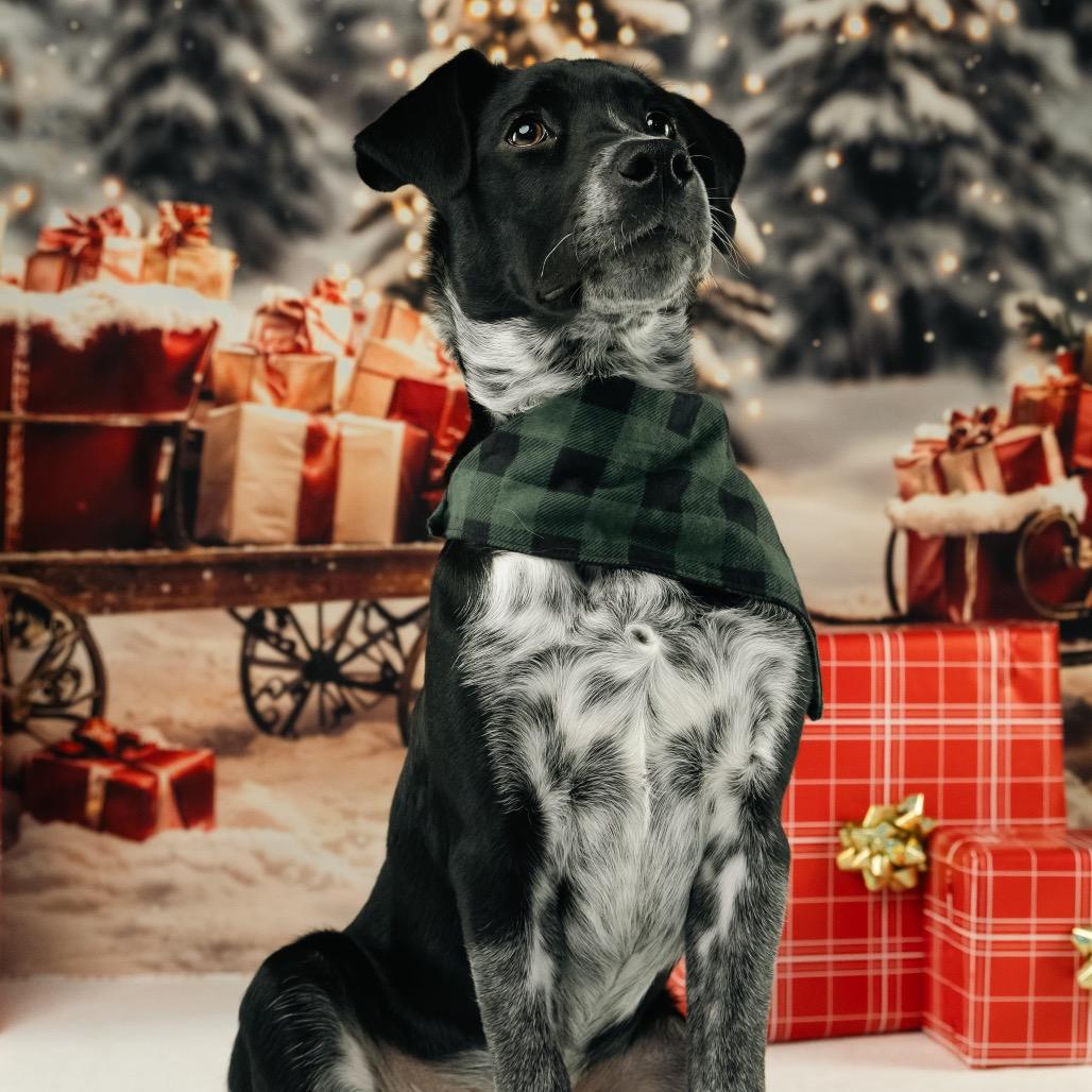 Enlarge Jimmy Buffett, a Adoptable mixed breed in Chicago, IL image 2/5