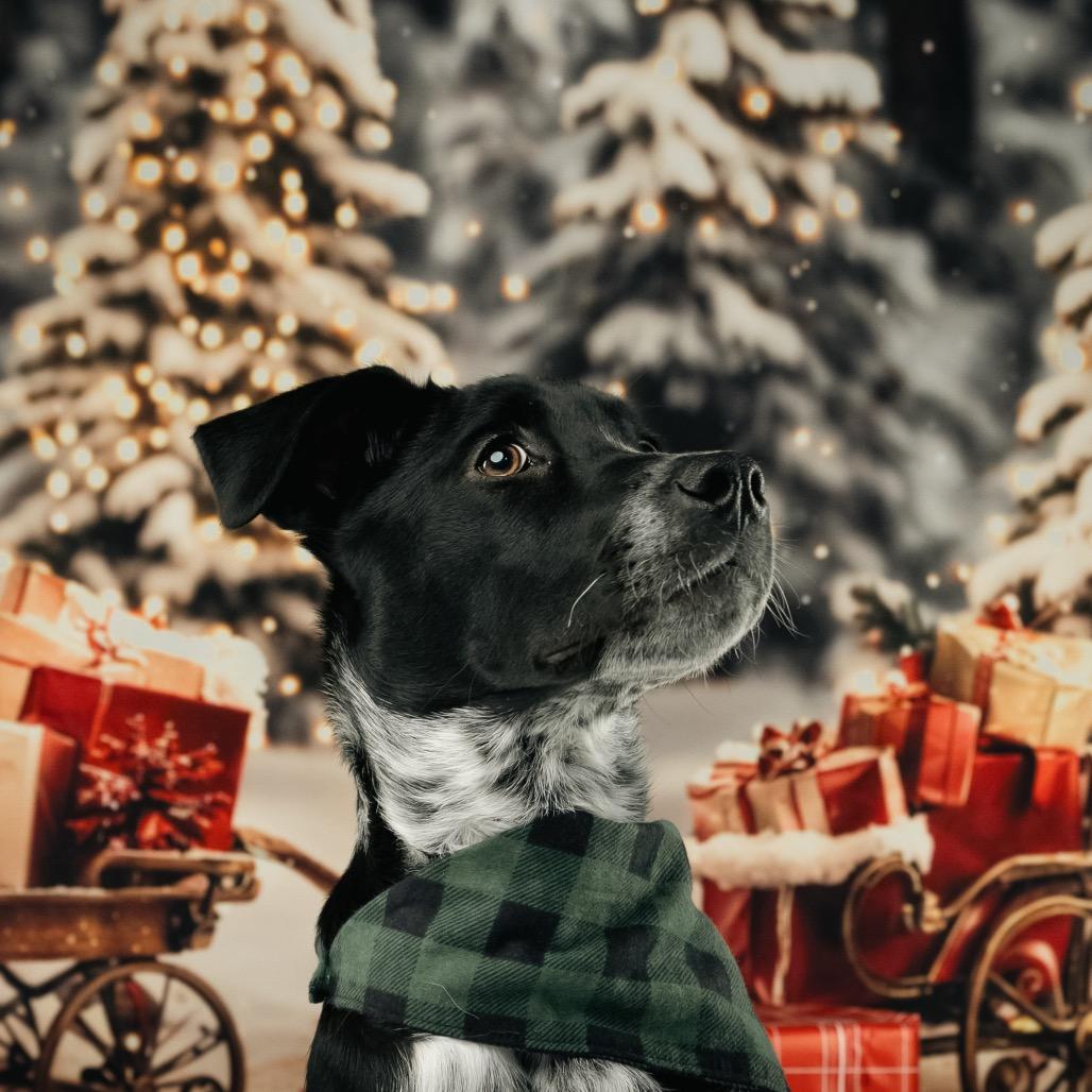 Enlarge Jimmy Buffett, a Adoptable mixed breed in Chicago, IL image 3/5