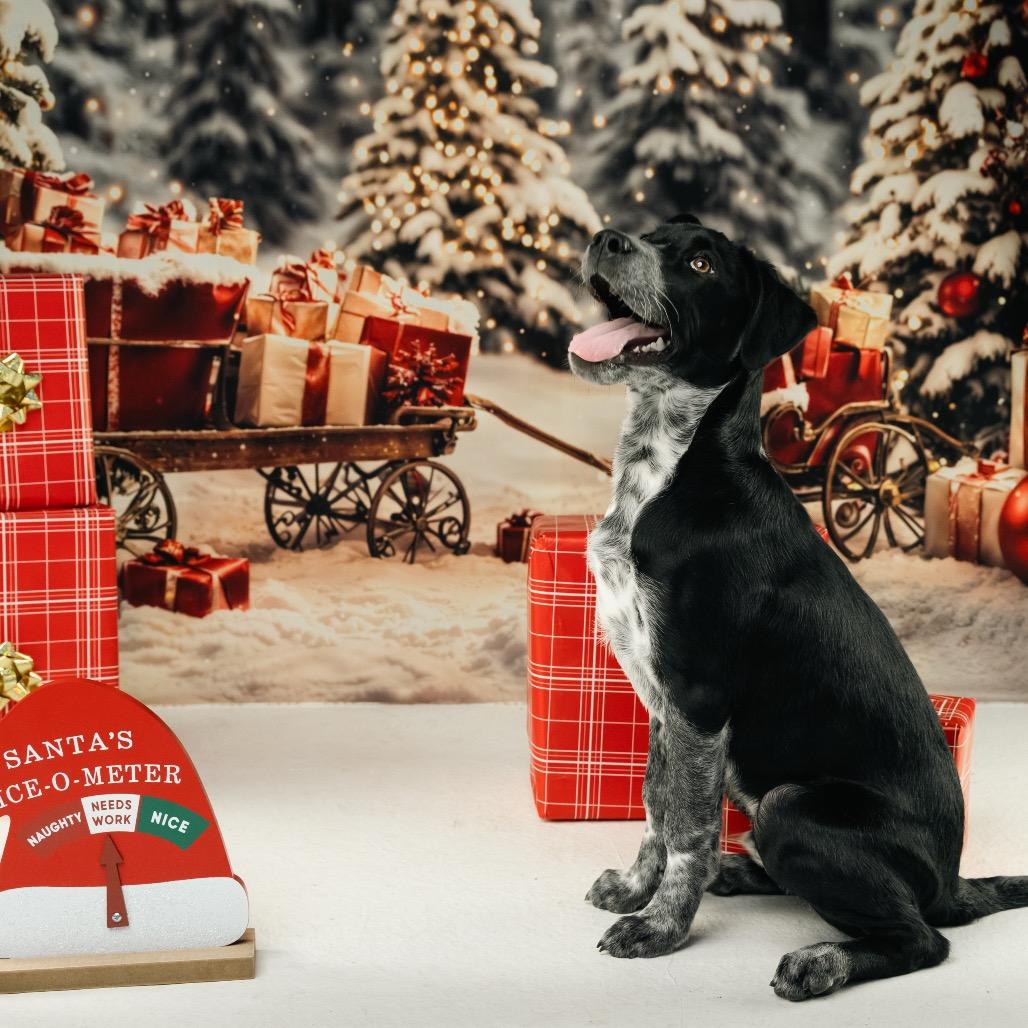 Enlarge Jimmy Buffett, a Adoptable mixed breed in Chicago, IL image 1/5