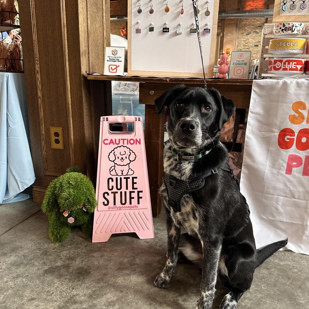 Jimmy Buffett, Adoptable, Young Male Cattle Dog.