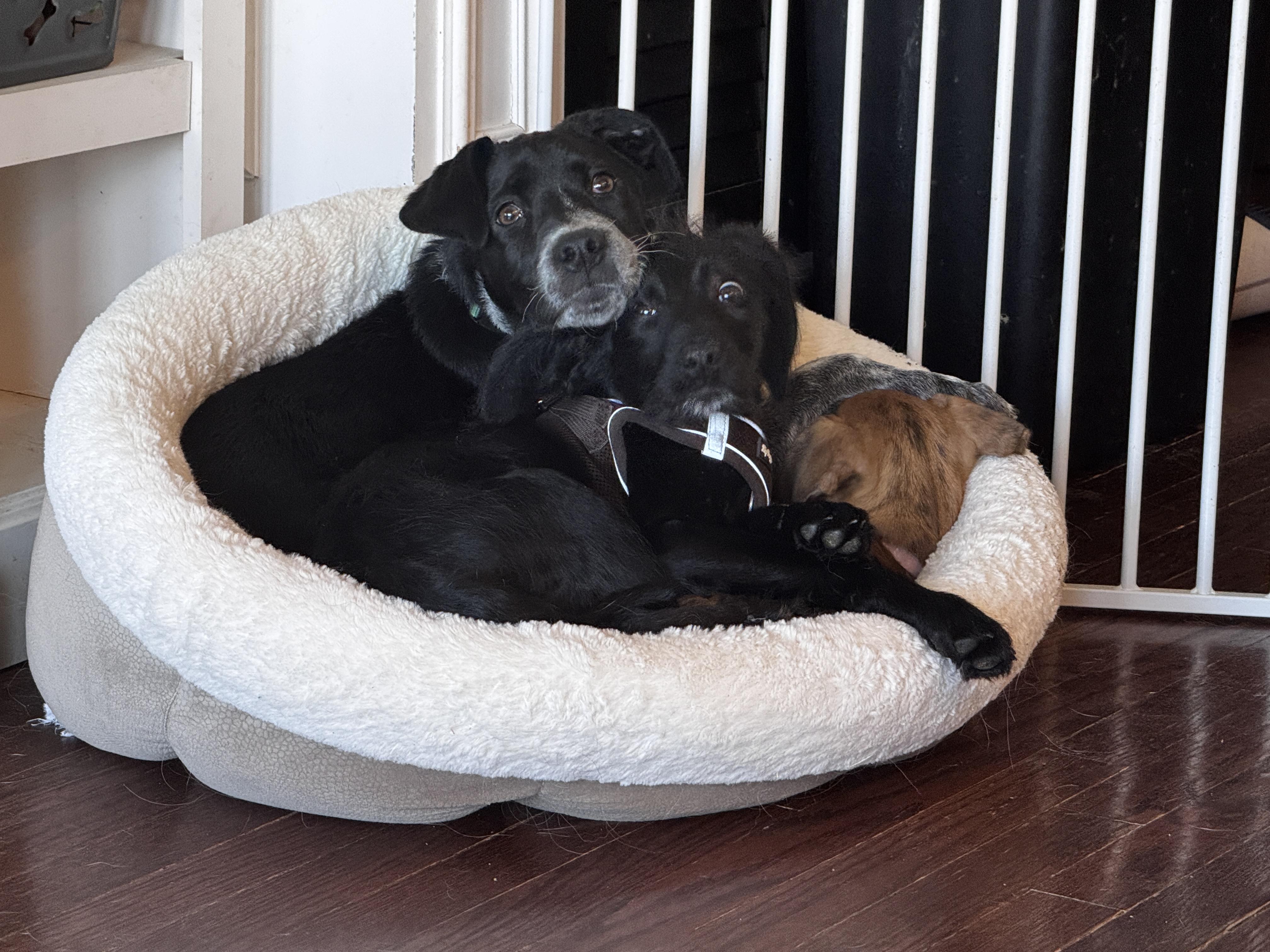 Enlarge Jimmy Buffett, a Adoptable mixed breed in Chicago, IL image 1/2