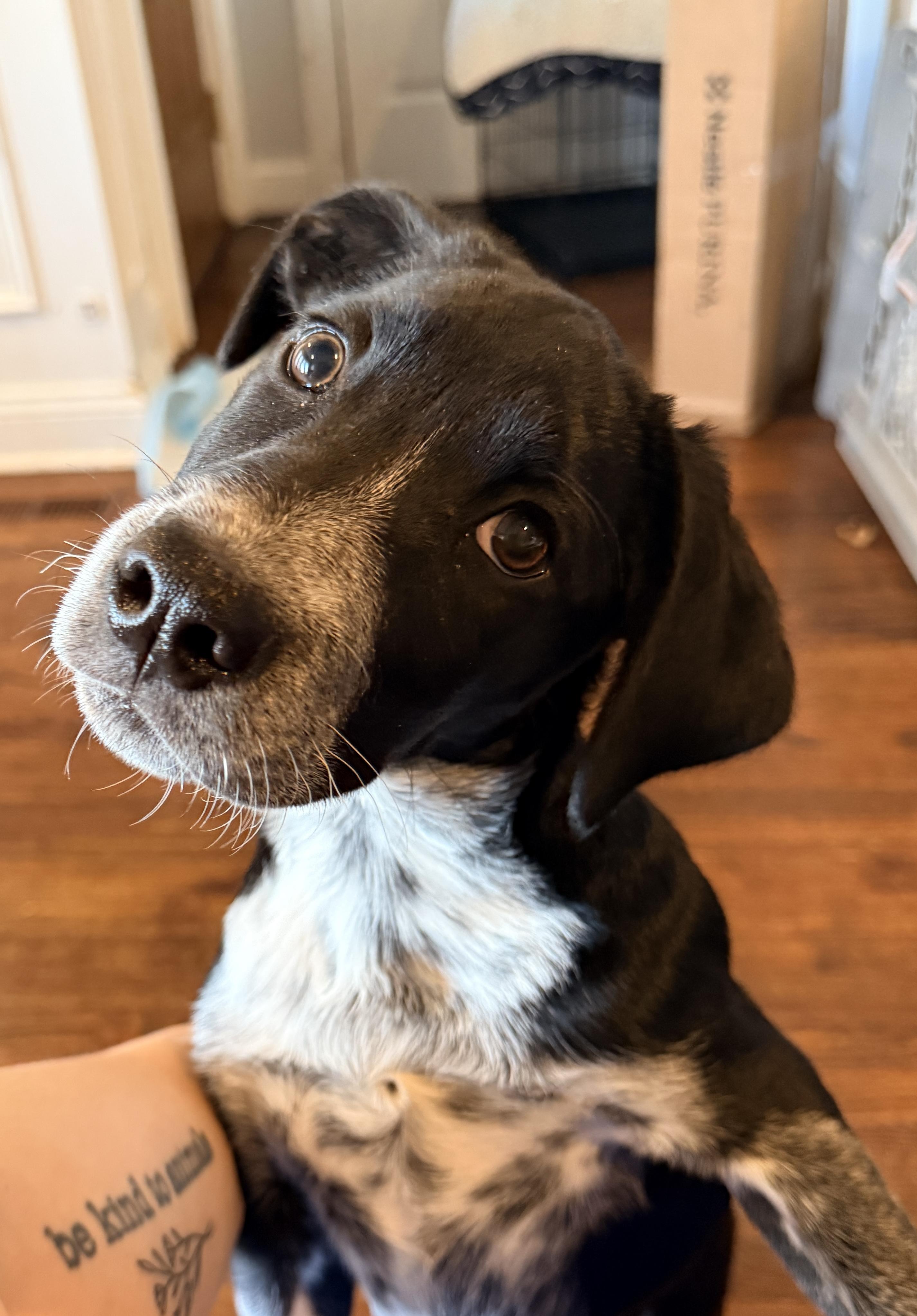 Enlarge Jimmy Buffett, a Adoptable mixed breed in Chicago, IL image 2/2