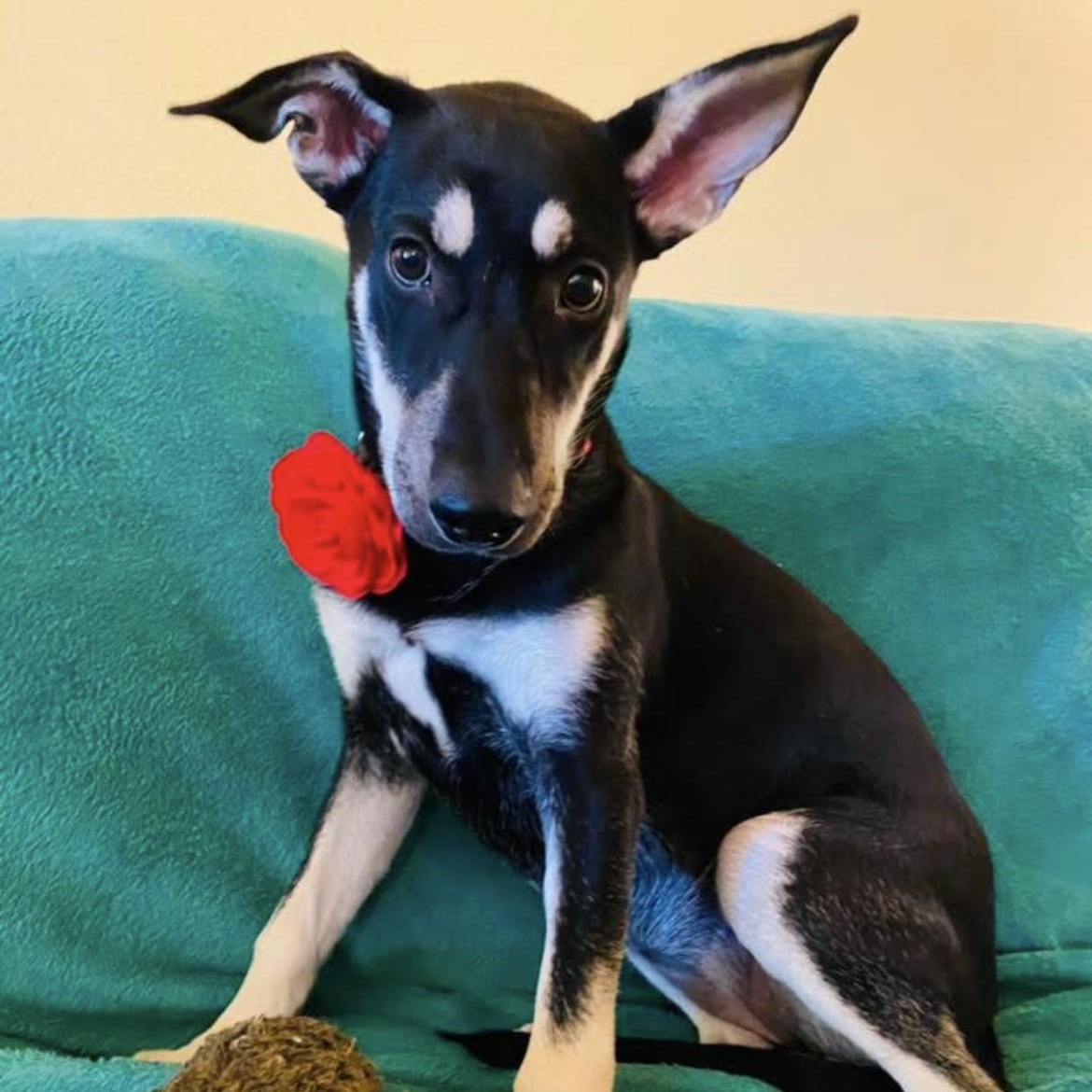 Enlarge Blesyn, a Adopted mixed breed in Springfield, IL image 3/6