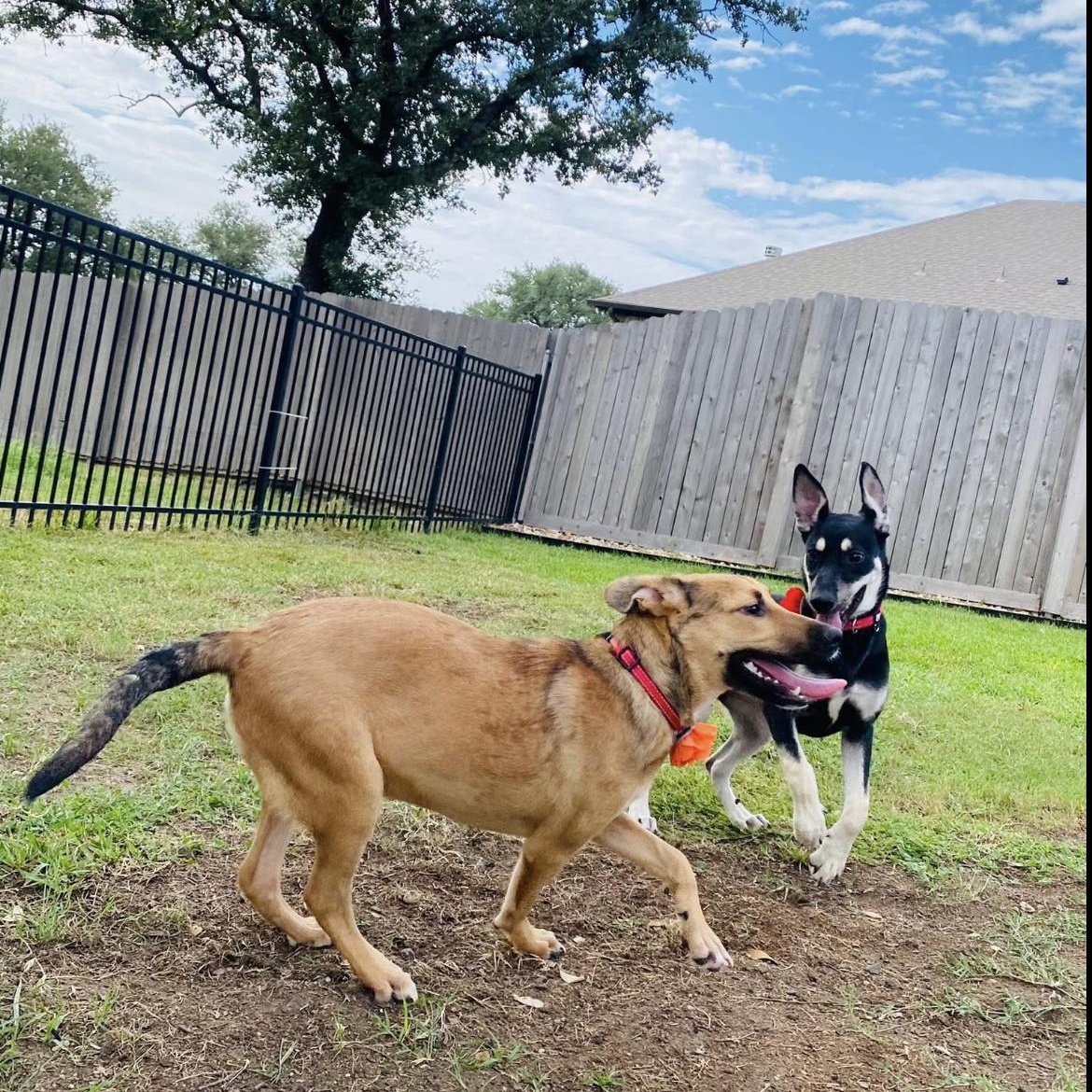 Enlarge Blesyn, a Adopted mixed breed in Springfield, IL image 4/6