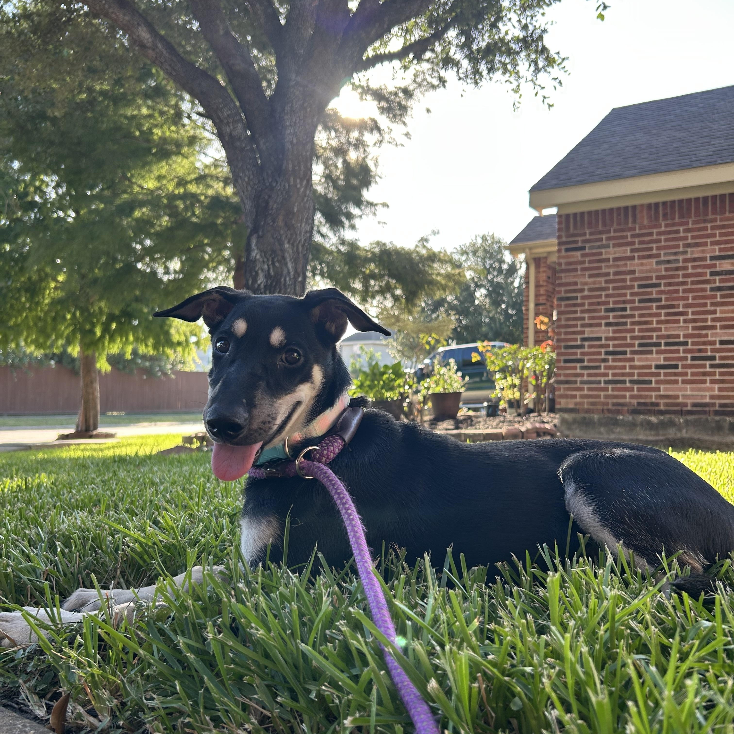 Enlarge Blesyn, a Adopted mixed breed in Springfield, IL image 5/6