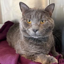 Enlarge Grayson, a Adoptable Domestic Medium Hair in Concord, NH image 1/1