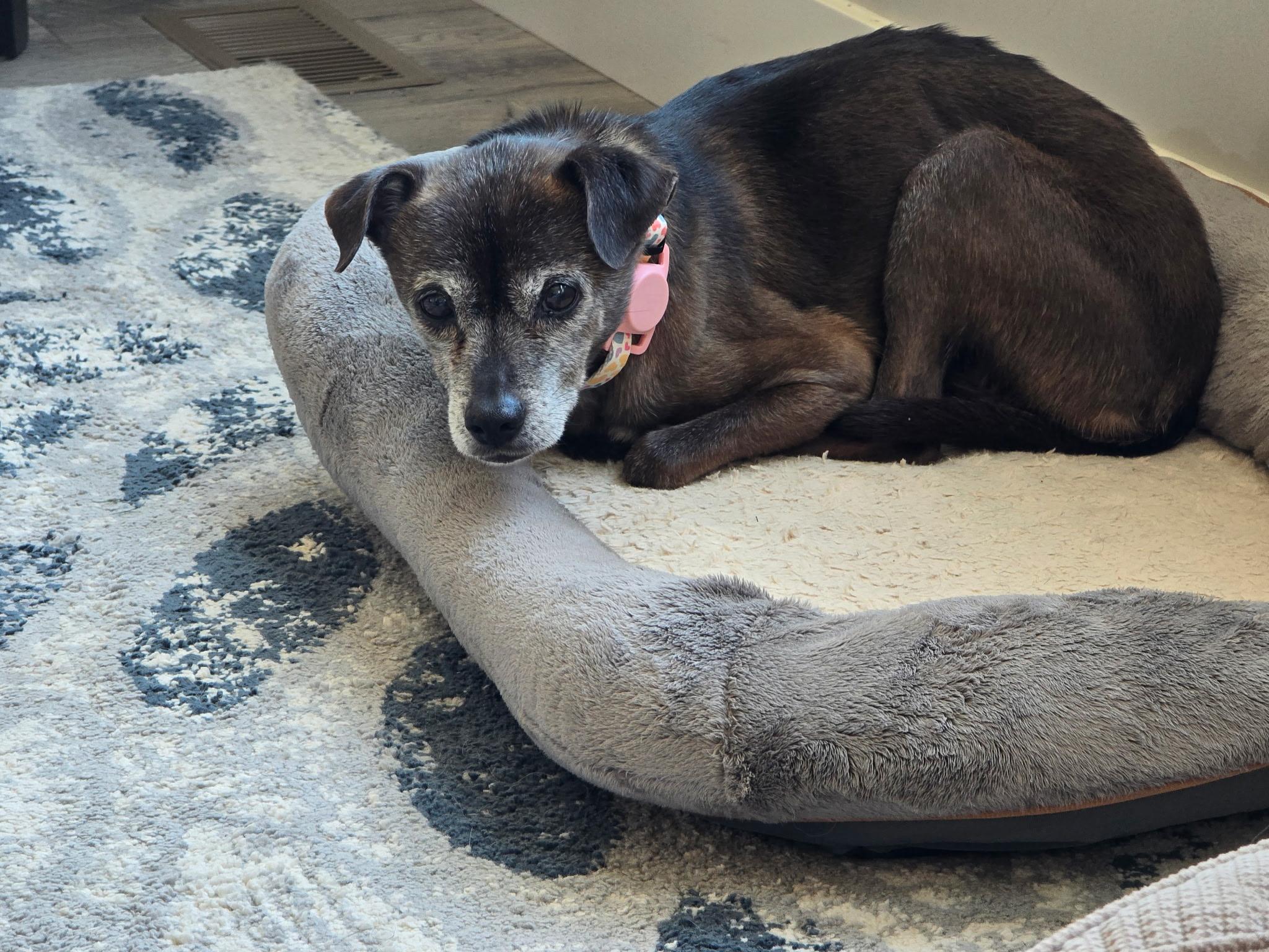 Enlarge Sophie, a Adoptable mixed breed in Roy, UT image 3/5