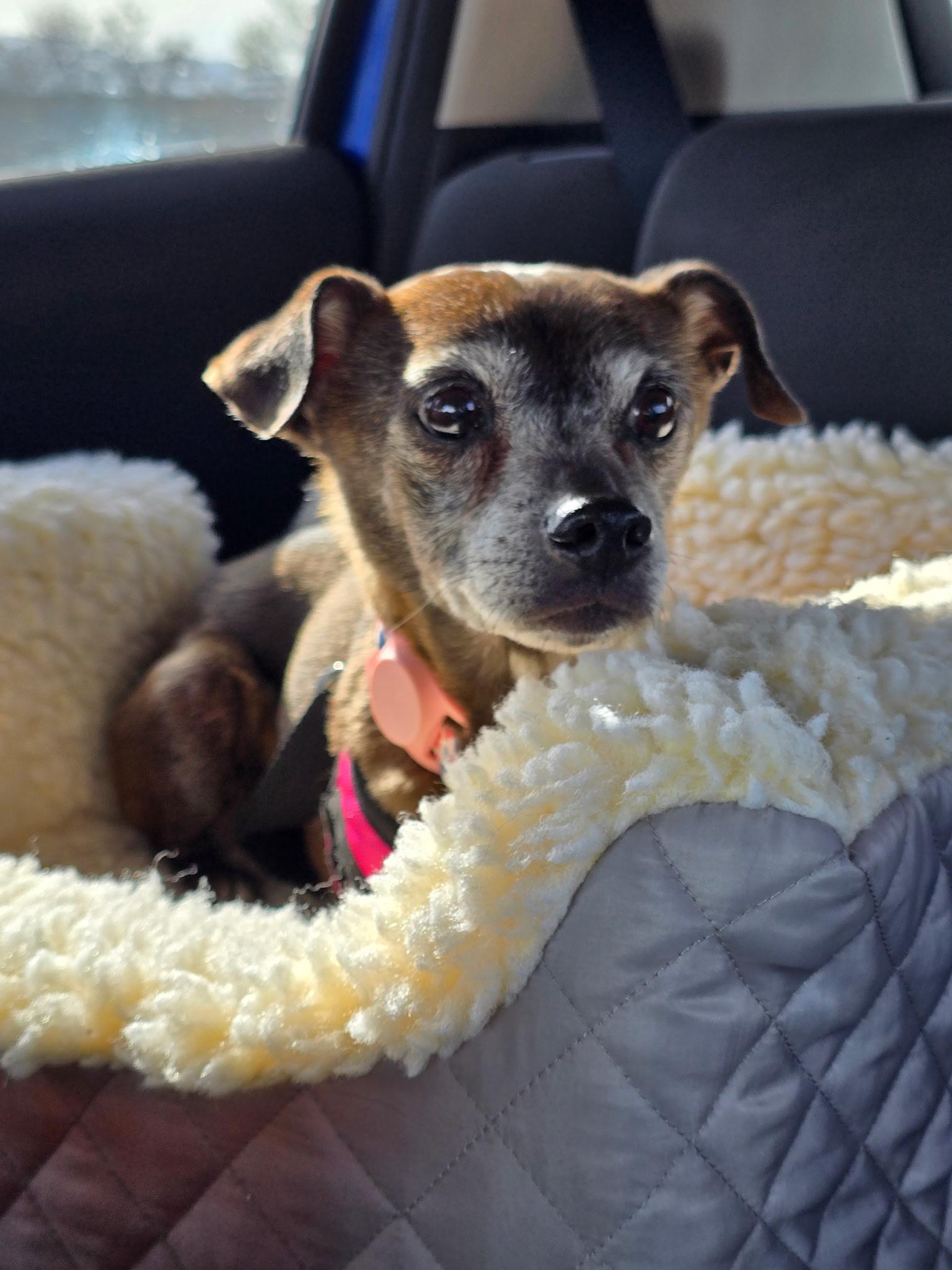 Enlarge Sophie, a Adoptable mixed breed in Roy, UT image 2/5