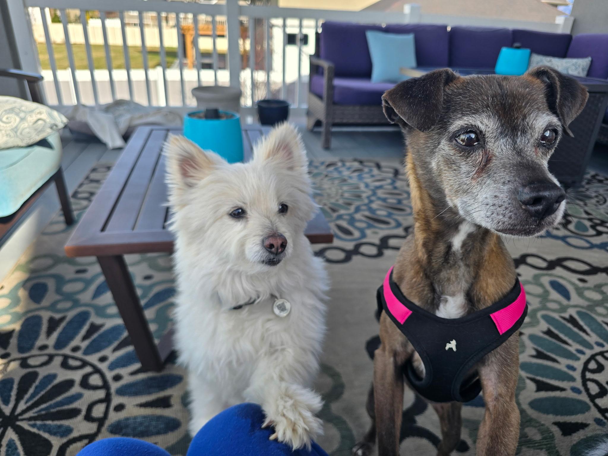 Enlarge Sophie, a Adoptable mixed breed in Roy, UT image 5/5