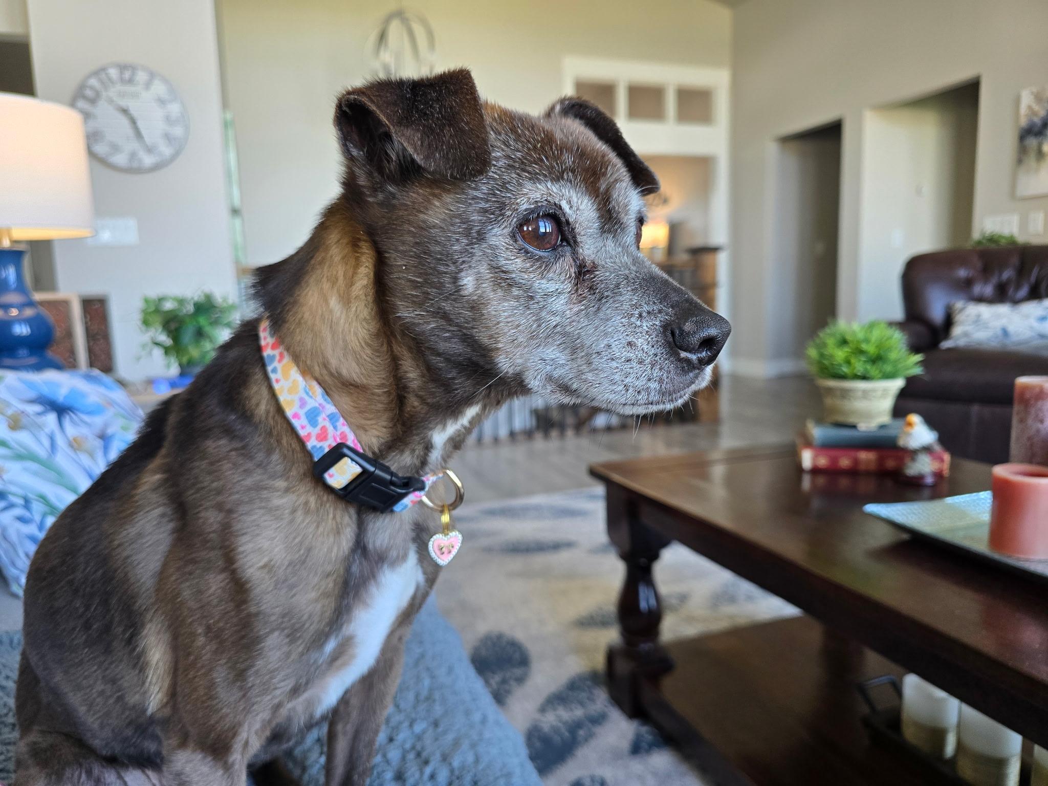 Sophie, Adoptable, Senior Female Chihuahua & Miniature Pinscher.