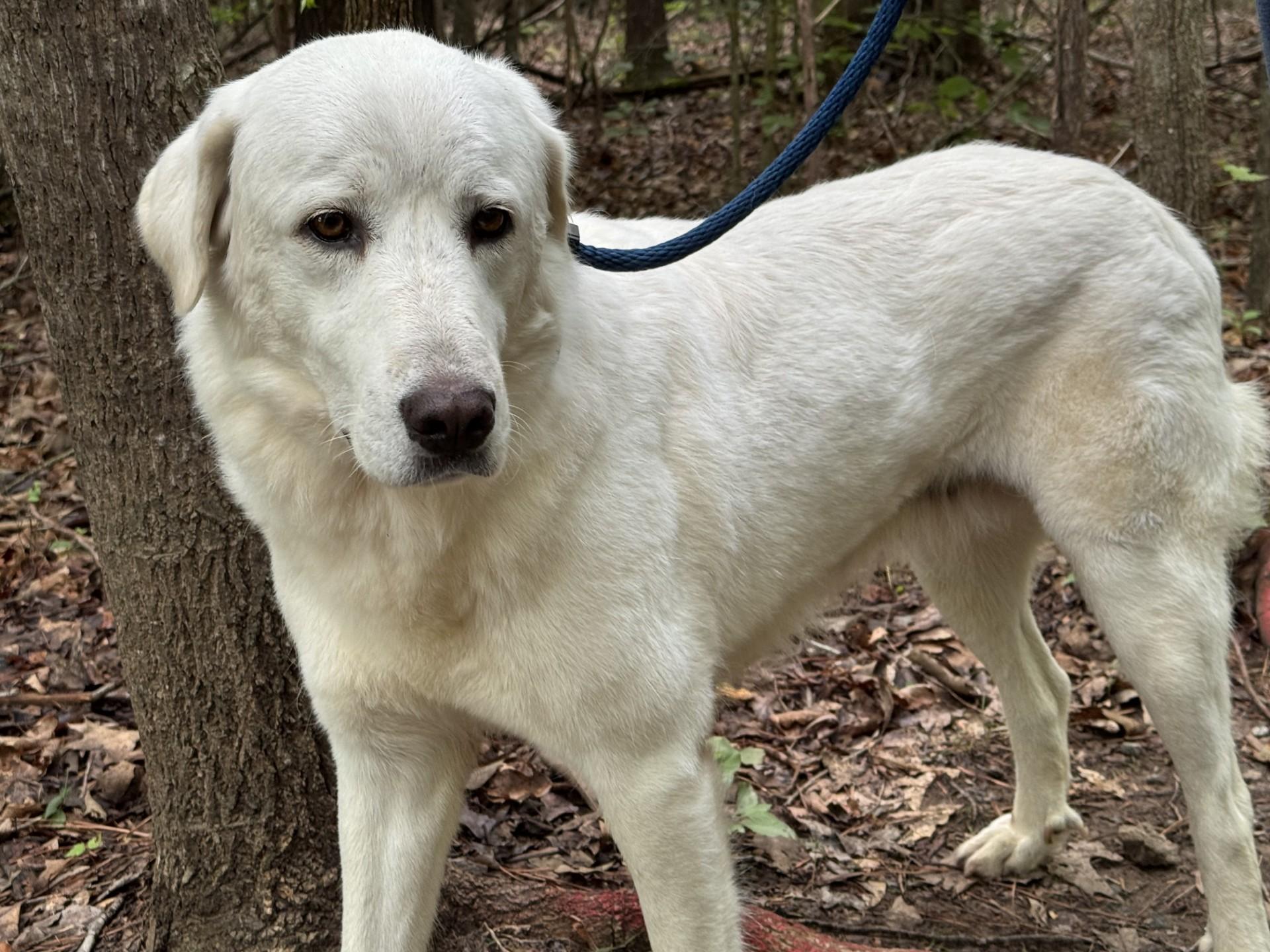Dandelion, a ADOPTABLE mixed breed in Midlothian, VA image 3/6