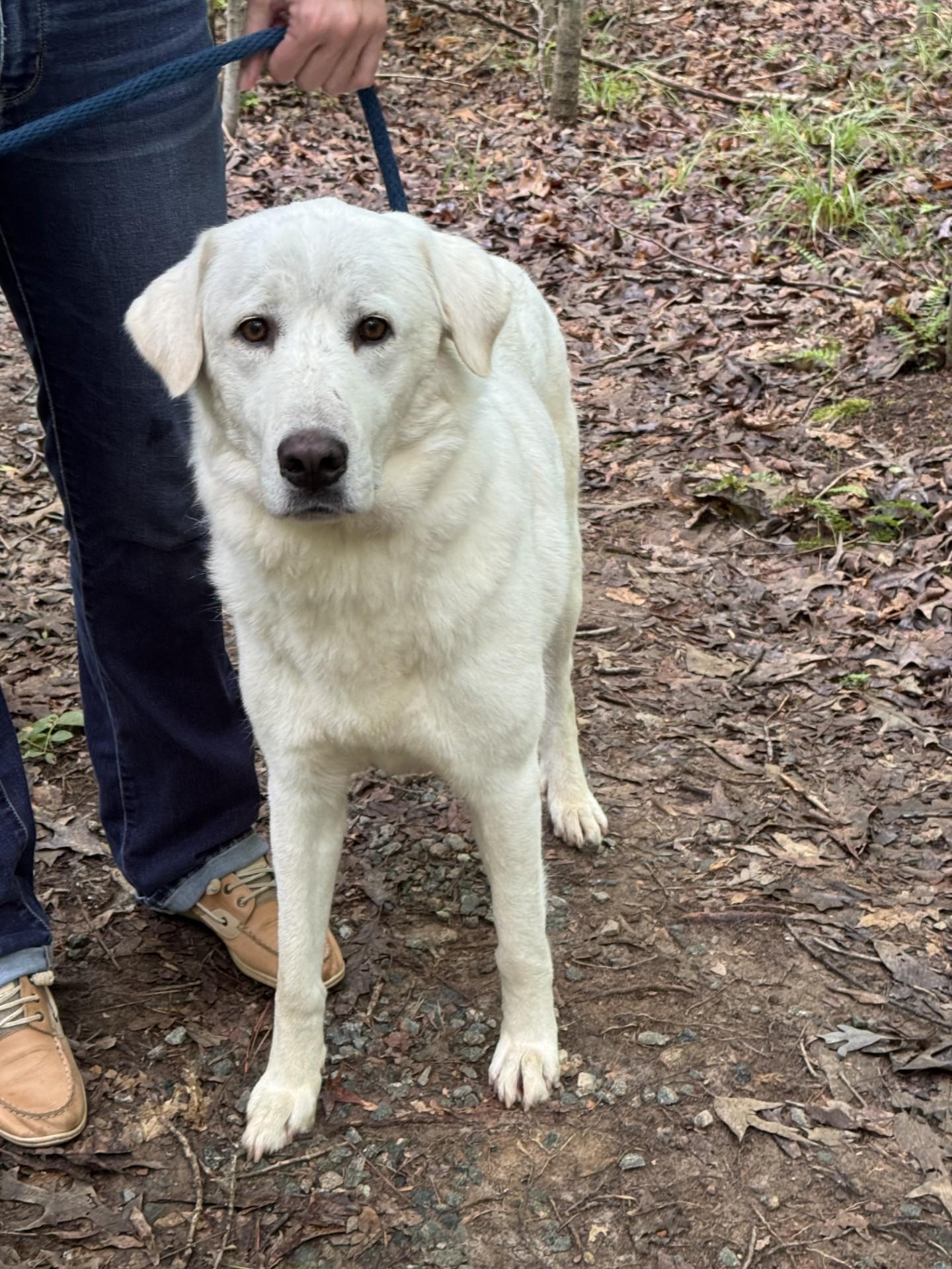 Dandelion, a ADOPTABLE mixed breed in Midlothian, VA image 5/6