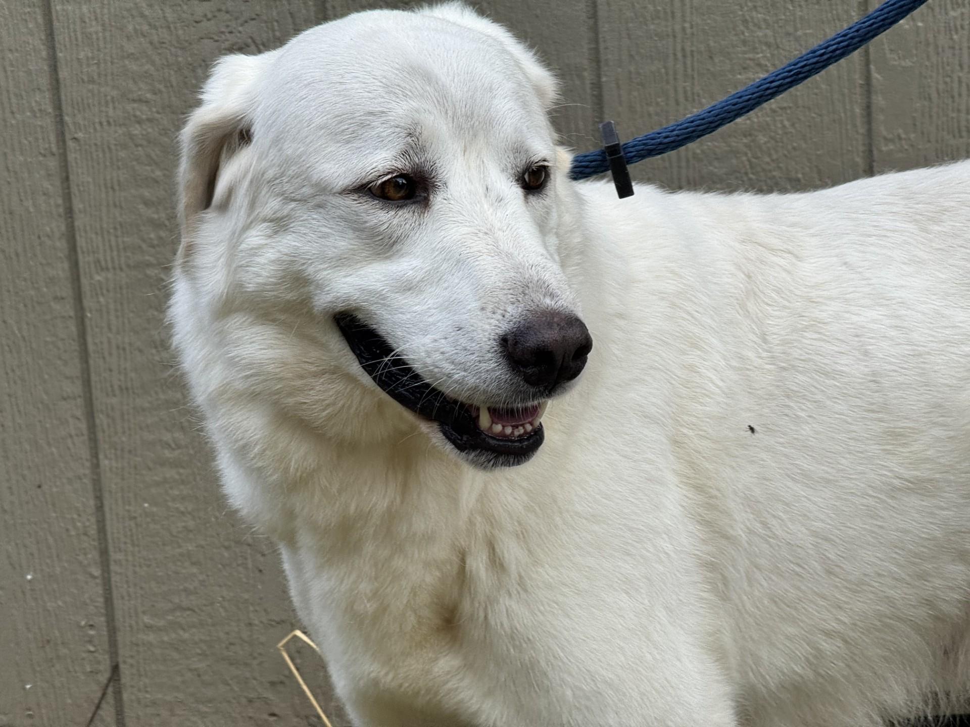 Dandelion, a ADOPTABLE mixed breed in Midlothian, VA image 6/6