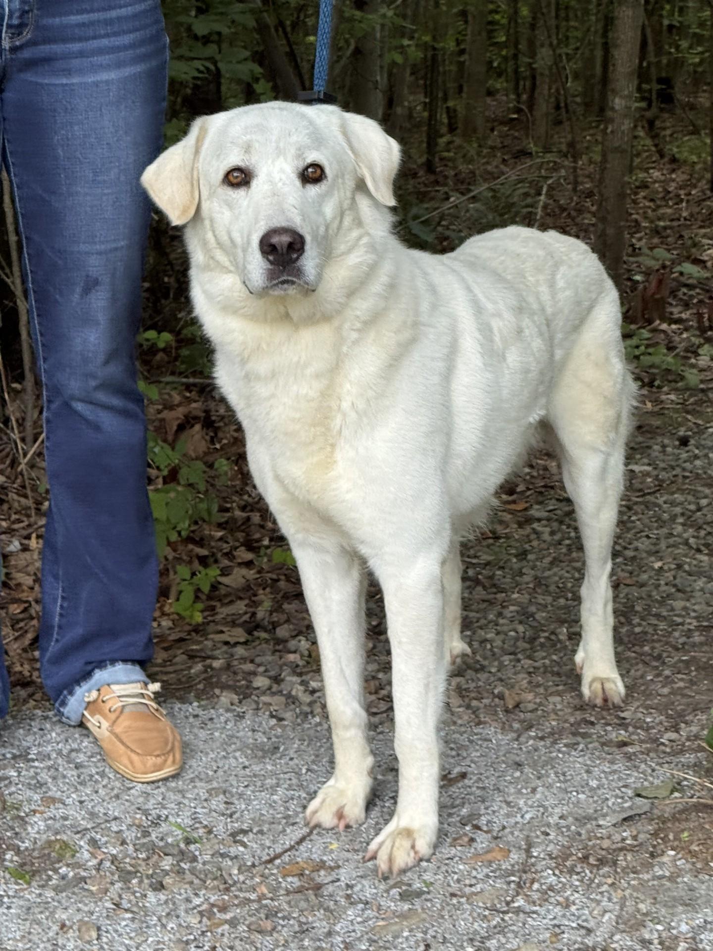 Dandelion, ADOPTABLE, Young Female Great Pyrenees.