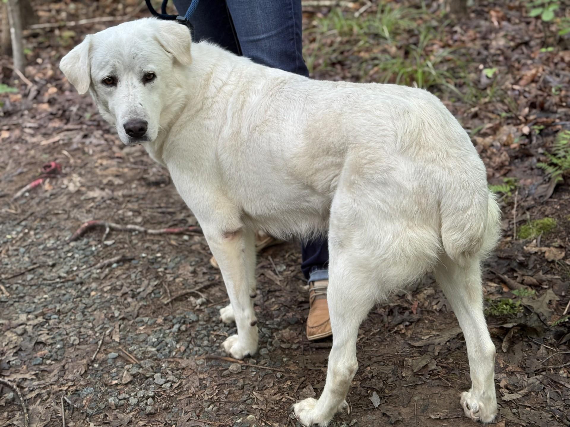 Dandelion, a ADOPTABLE mixed breed in Midlothian, VA image 2/6
