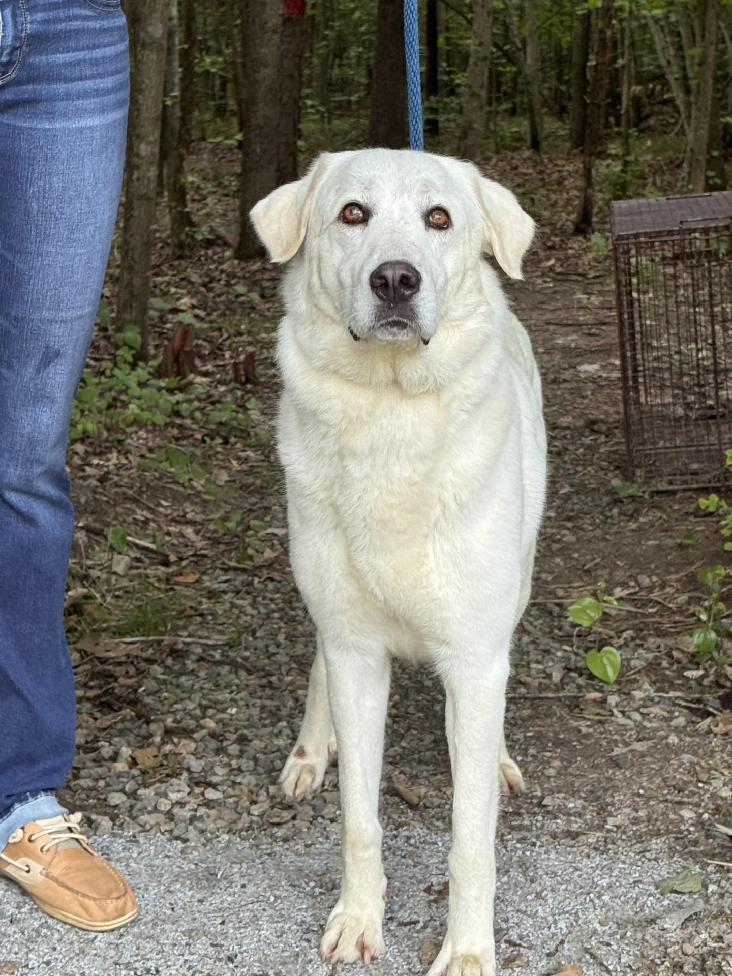 Dandelion, a ADOPTABLE mixed breed in Midlothian, VA image 4/6