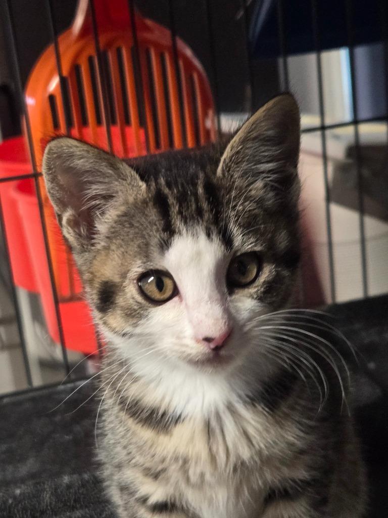Spoon / Ladle, Adoptable, Kitten Female Domestic Short Hair.
