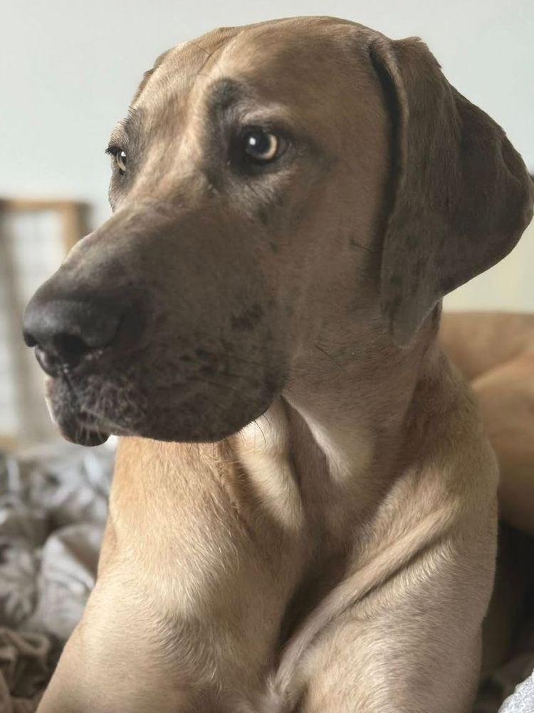 Enlarge Remi, a Adoptable mixed breed in Larkspur, CO image 2/4