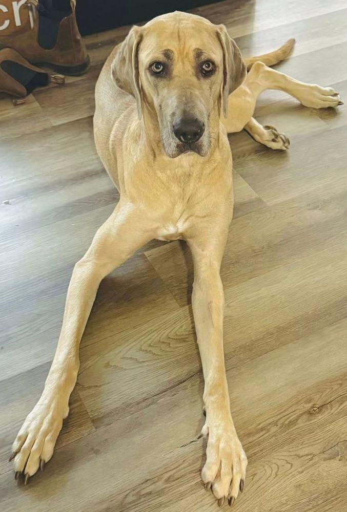 Enlarge Remi, a Adoptable mixed breed in Larkspur, CO image 1/4