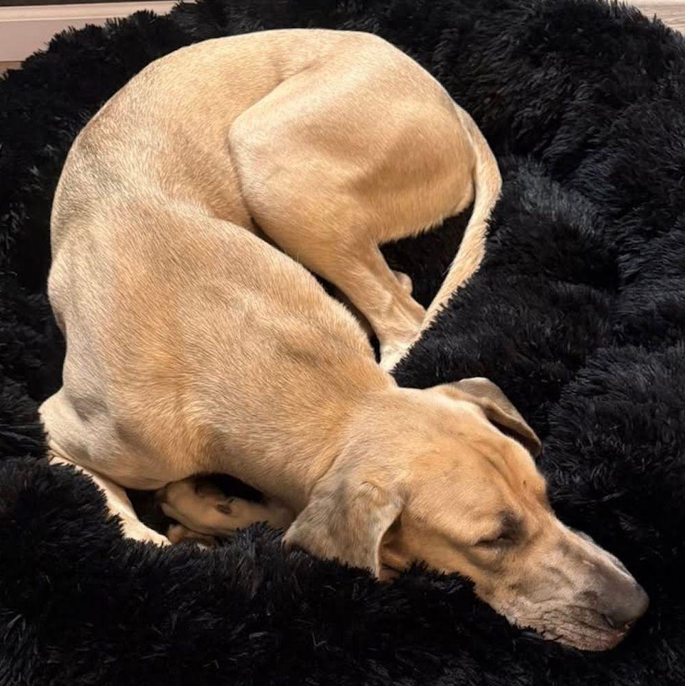 Enlarge Remi, a Adoptable mixed breed in Larkspur, CO image 4/4