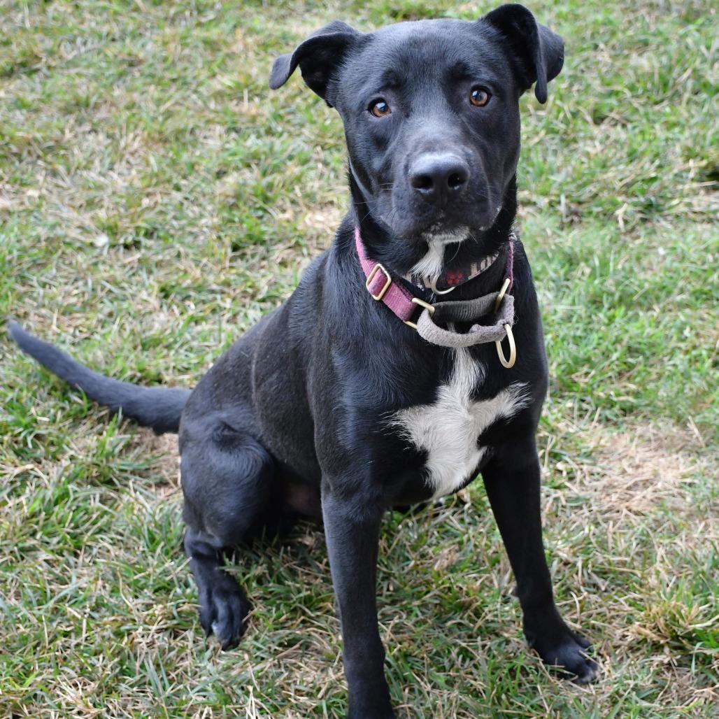 Enlarge Obi, a Adoptable Black Labrador Retriever in Beaumont, TX image 1/2