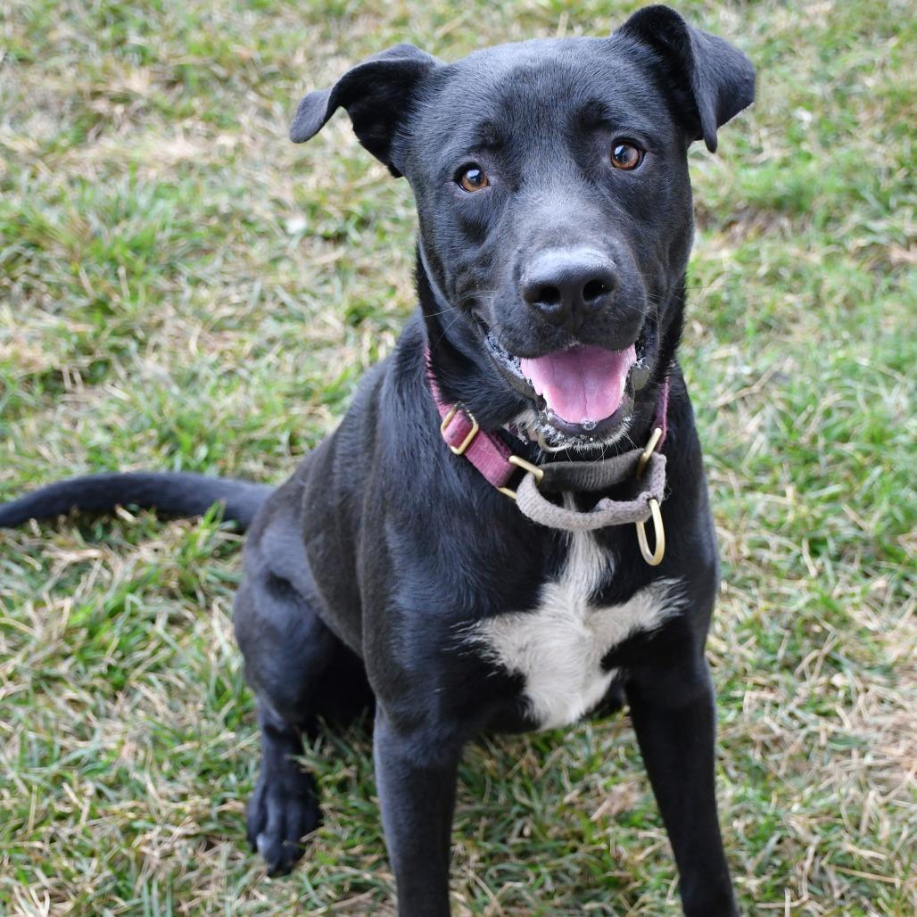Enlarge Obi, a Adoptable Black Labrador Retriever in Beaumont, TX image 2/2