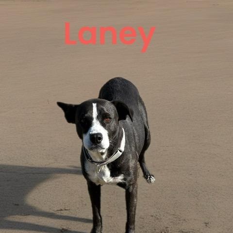 LANEY, an adoptable mixed breed in Quitman, TX image 3/4